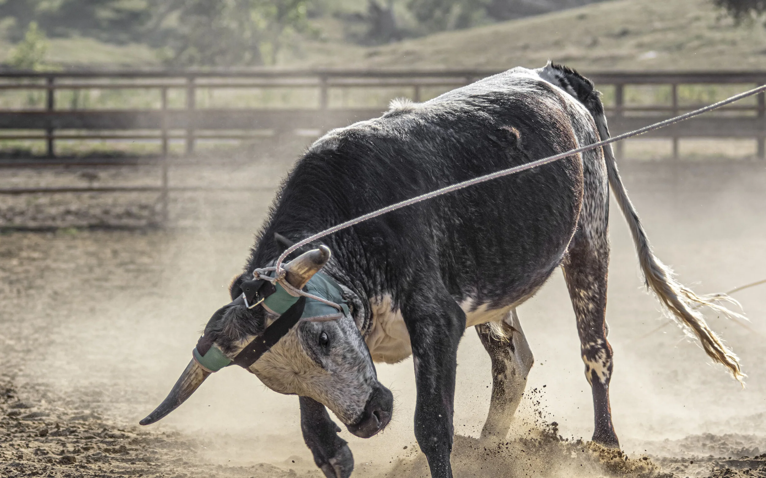 A black and white horse with a dapple gray face is bucking in a dusty arena, with a fence and green hills in the background.