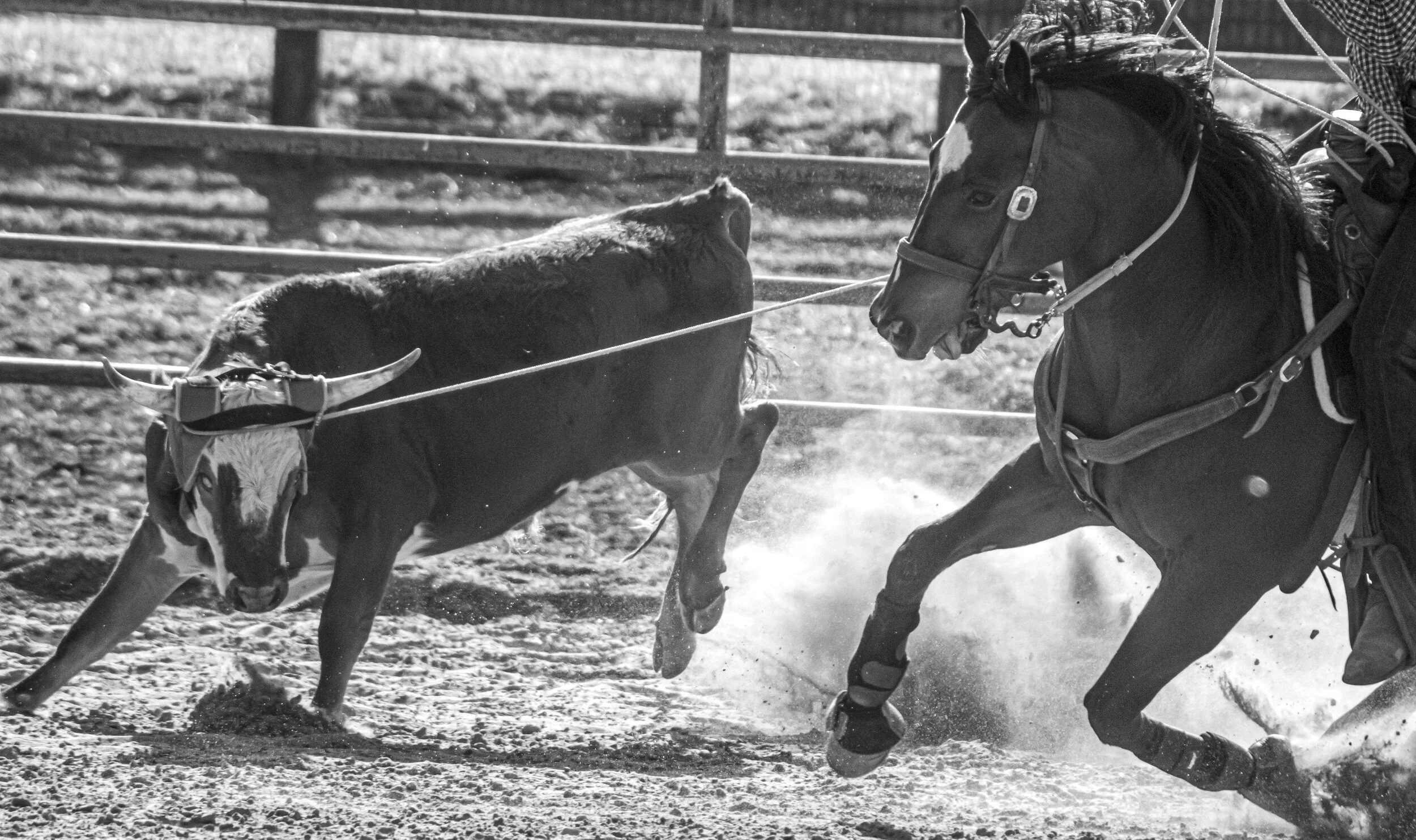 A black and white photograph of a rodeo scene showing a cowboy riding a bucking horse and a steer running nearby on a dirt rodeo arena with fences in the background.