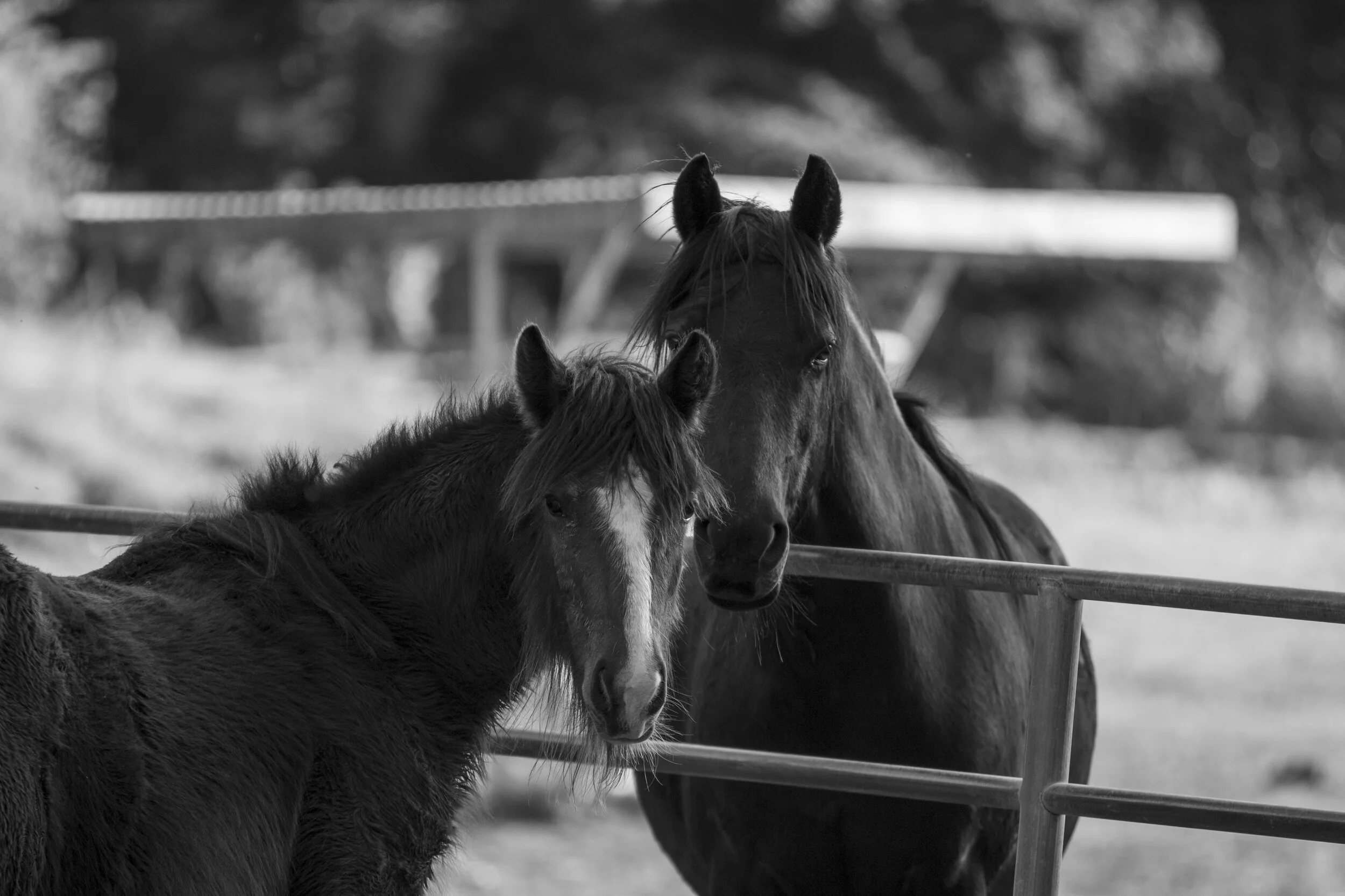 Two horses are standing next to a wooden fence in a field. The horse in the foreground has a dark mane and is facing slightly towards the camera, while the horse in the background is resting its head on the fence and appears to be looking down. The s