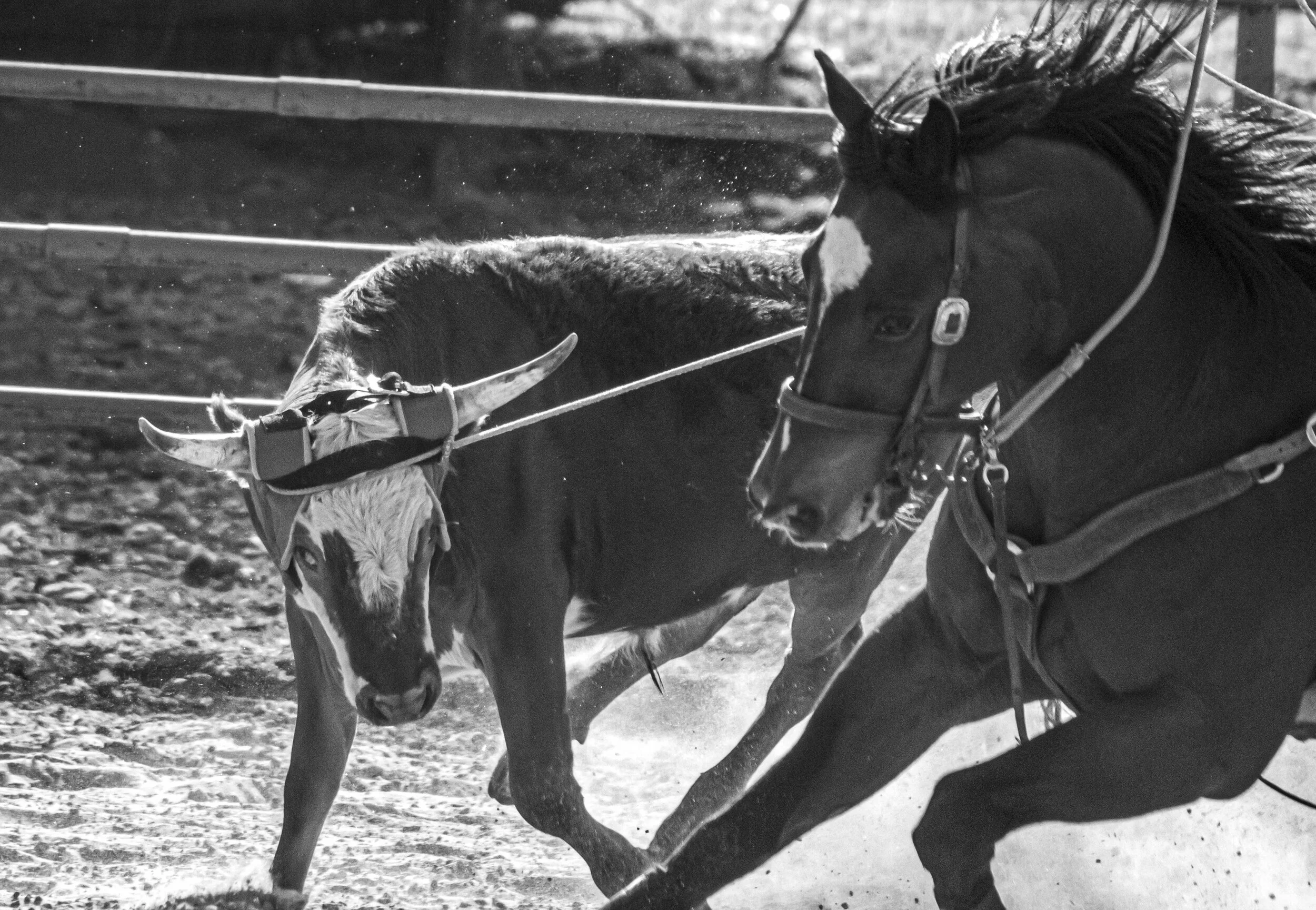 Black and white photo of a horse with a bridle.