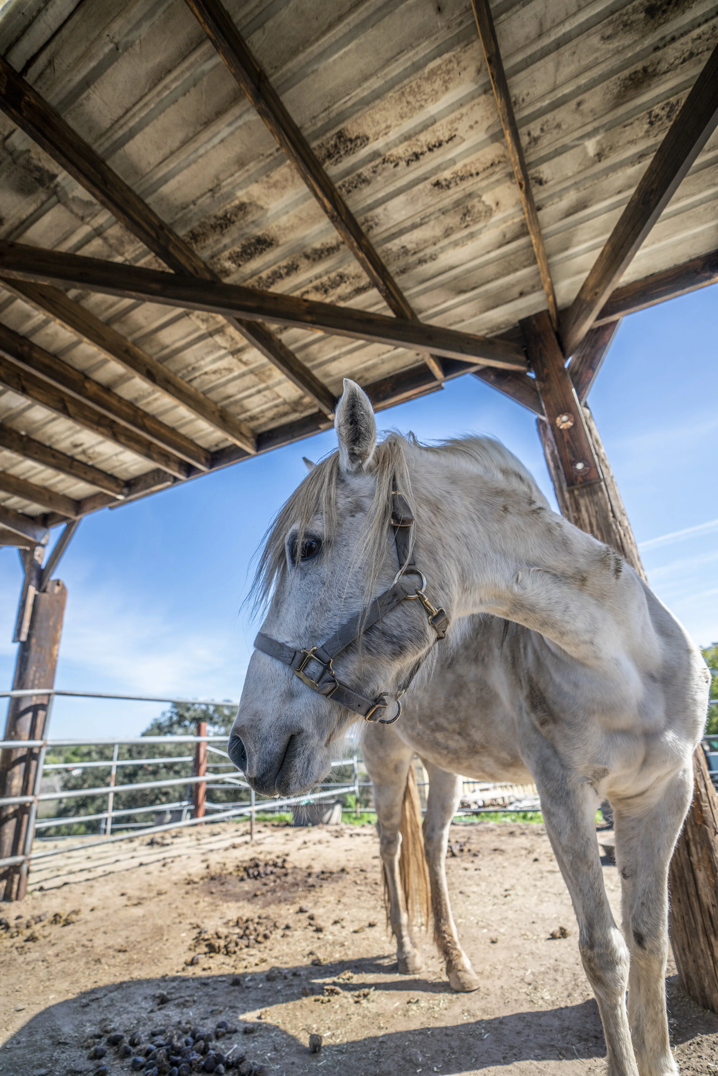 A white horse with a gray mane wearing a halter, standing under a wooden shelter with a blue sky overhead. The ground is dirt with some scattered horse droppings, and there is a metal fence in the background.