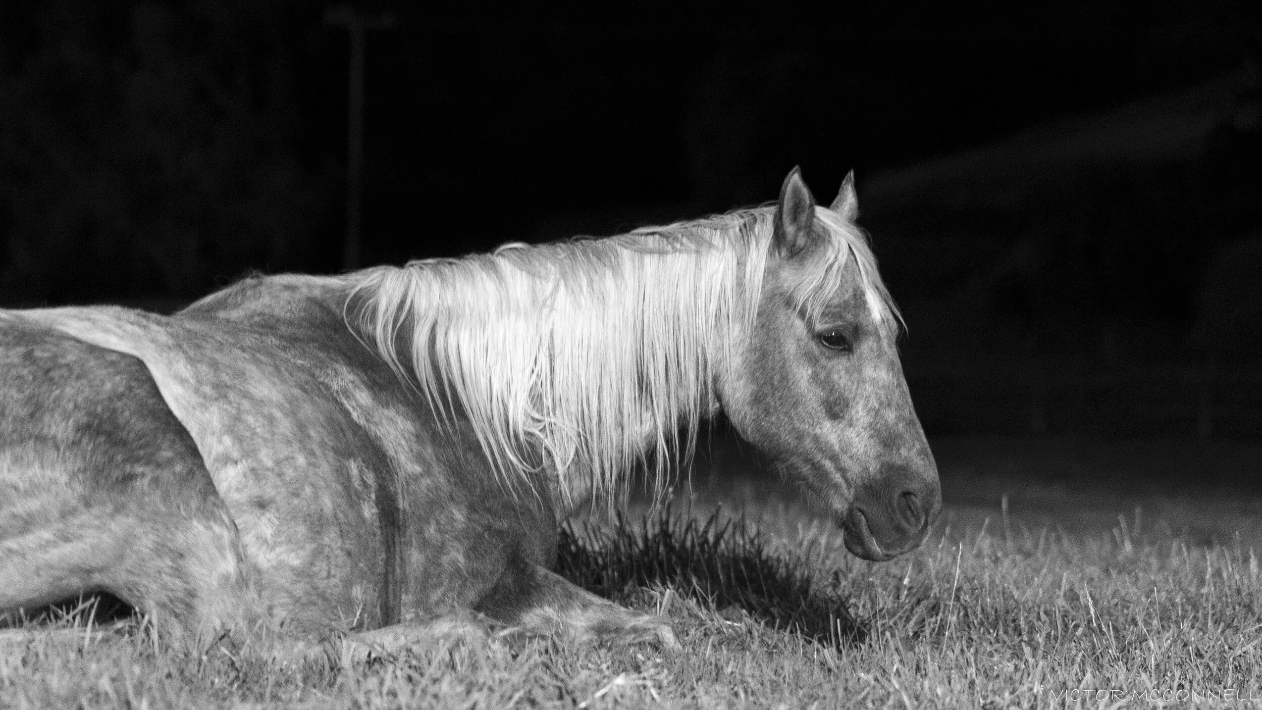 Black and white photo of two horses standing in grass, one with a light coat and long mane, background dark.