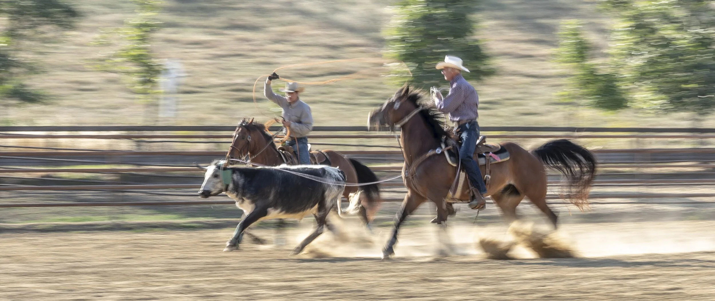 Two cowboys riding horses and roping a calf during a rodeo event on an outdoor dirt arena, with a wooden fence and trees in the background.