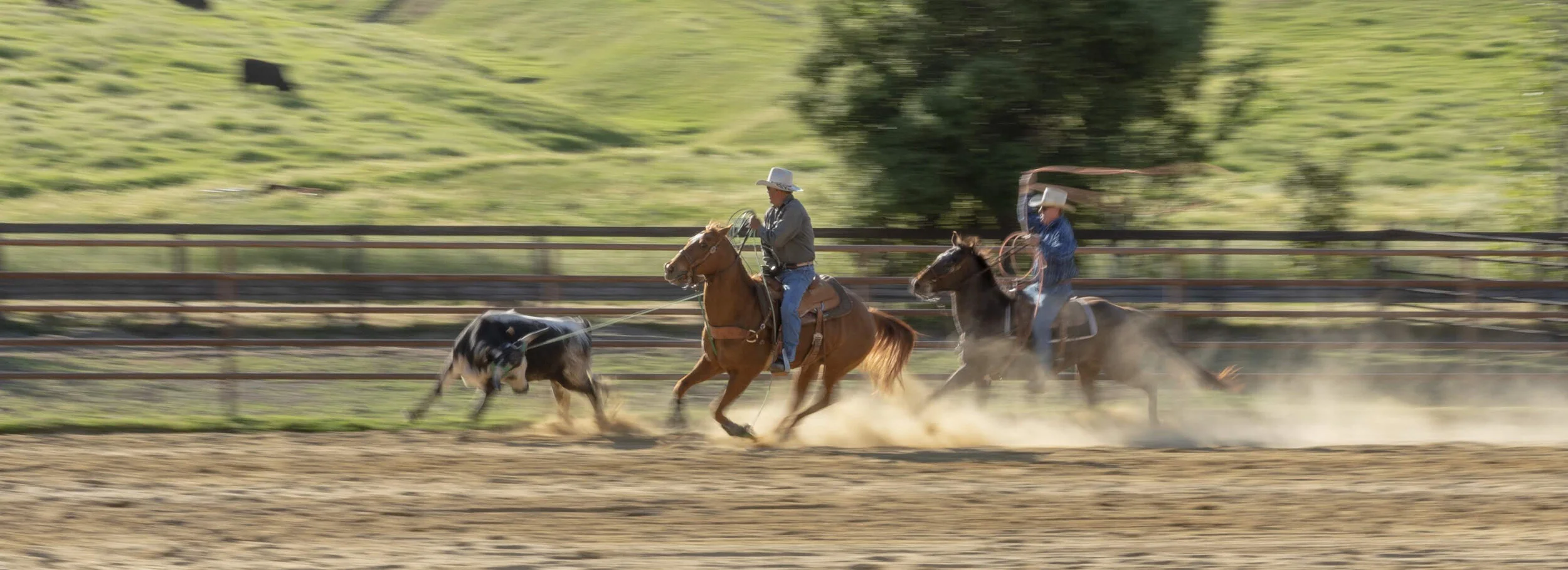 Two cowboys riding horses and herding cattle in a dirt arena with a green landscape in the background.