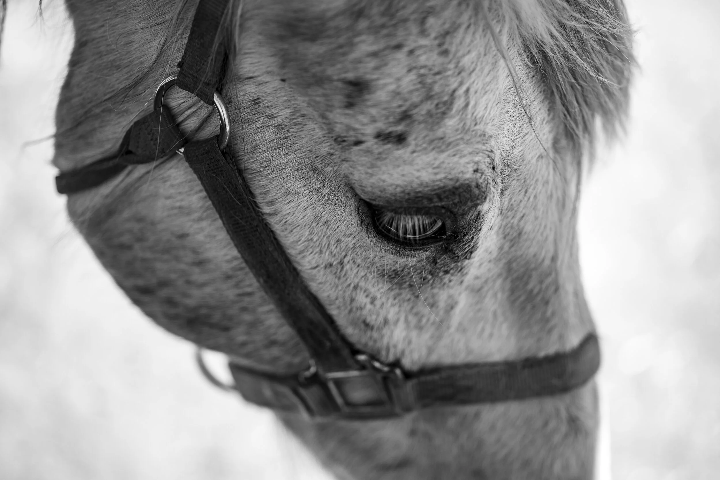 Close-up black and white photo of a horse's face, showing its eye, mane, and part of a halter.