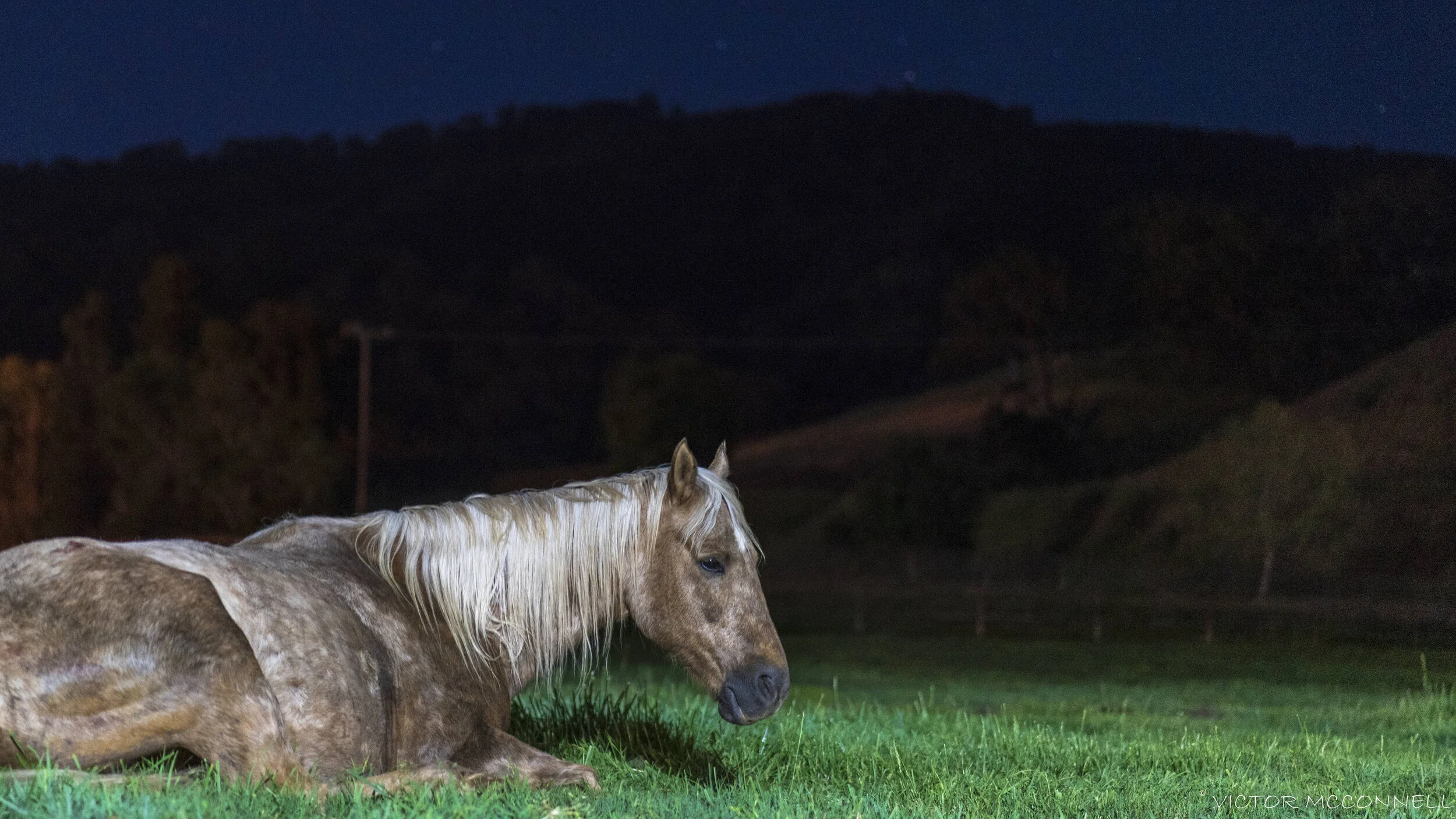 A light-colored horse with a white mane lying on green grass at night with a dark sky and hills in the background.