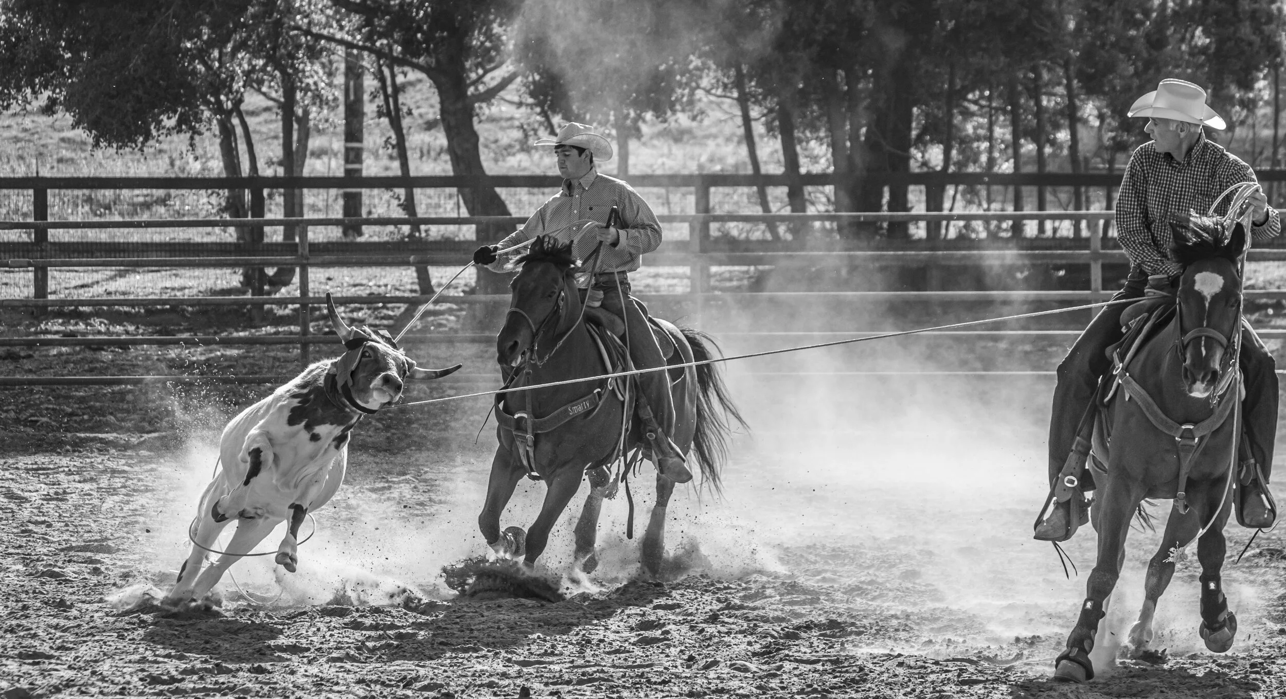 Two cowboys riding horses in a rodeo arena, with a pig running nearby, in black and white.