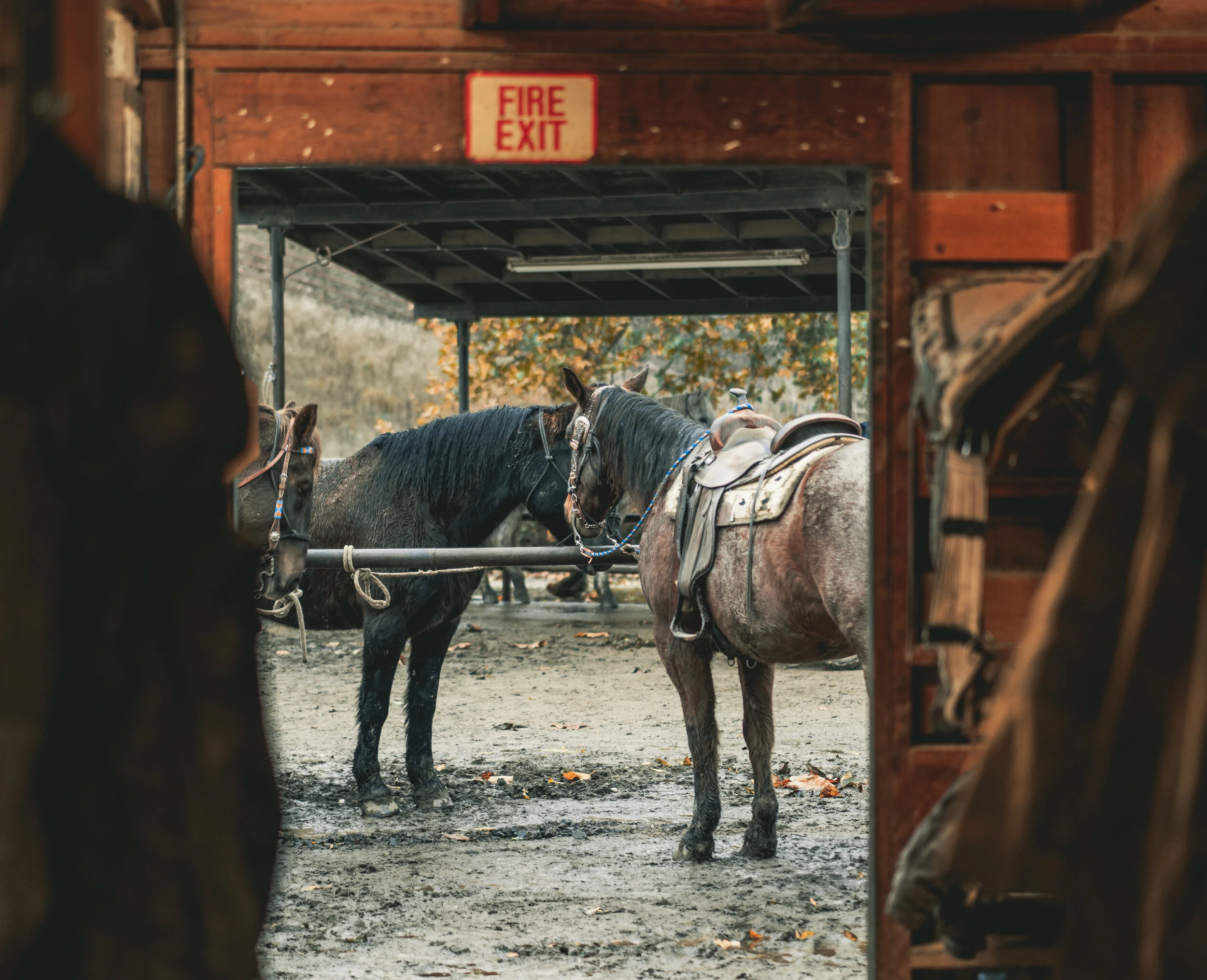 Horses and mules tied to a hitching post outside a wooden barn, viewed from inside the barn.