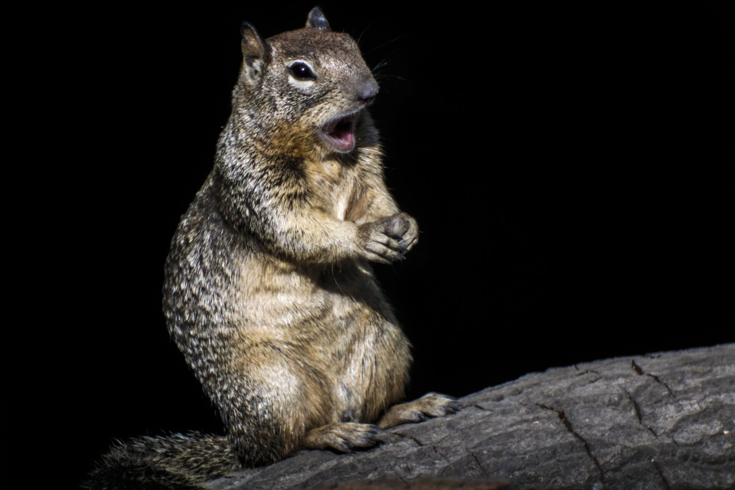A squirrel sitting on a log at night with its mouth open.