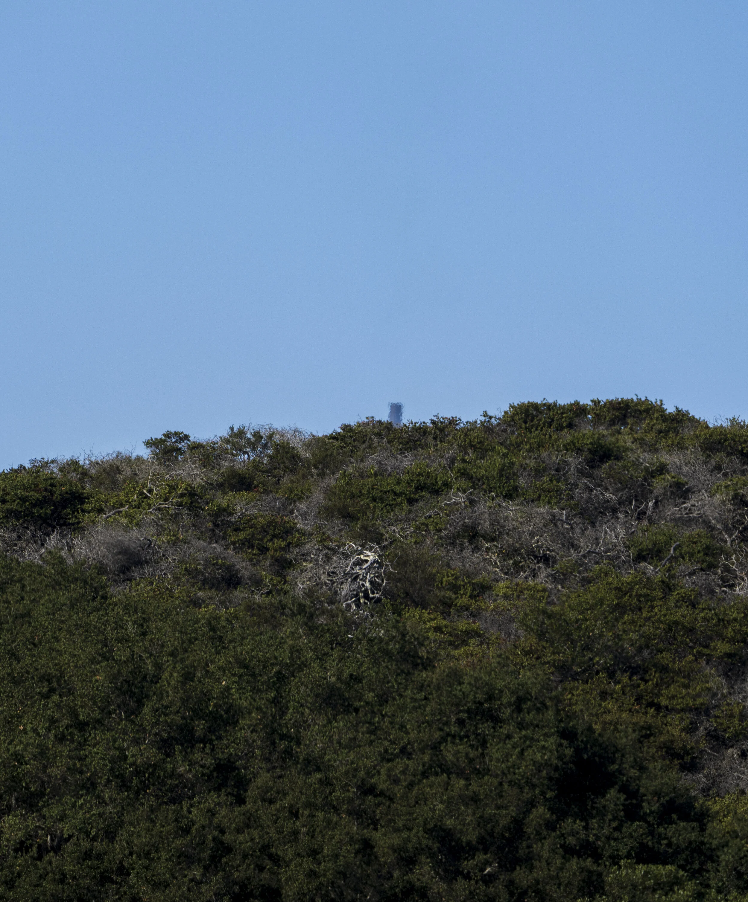 View of a blue sky with a small top of a distant building visible above a dense green forest canopy.