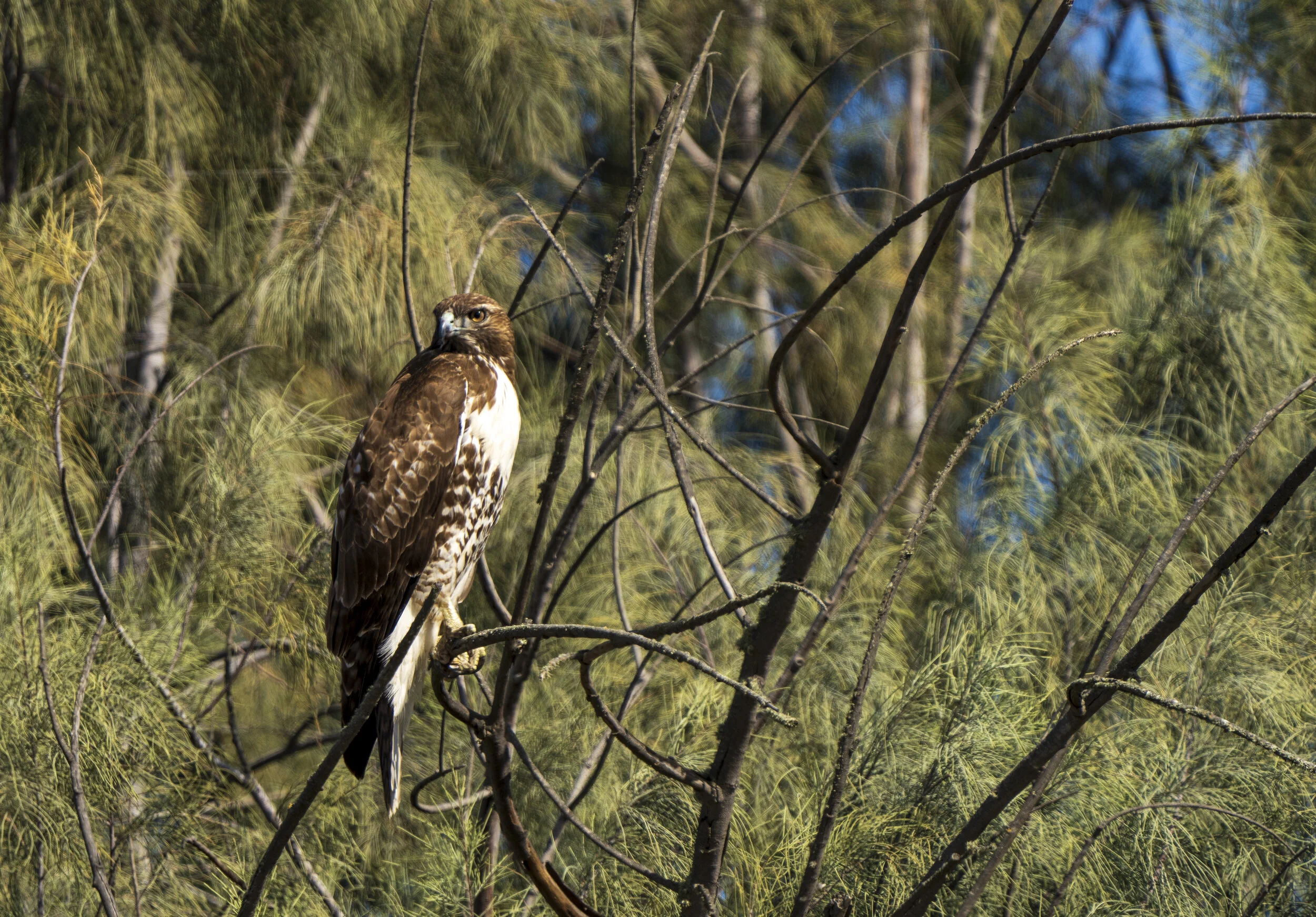 A bird with brown and white feathers perched on a tree branch among green pine needles.