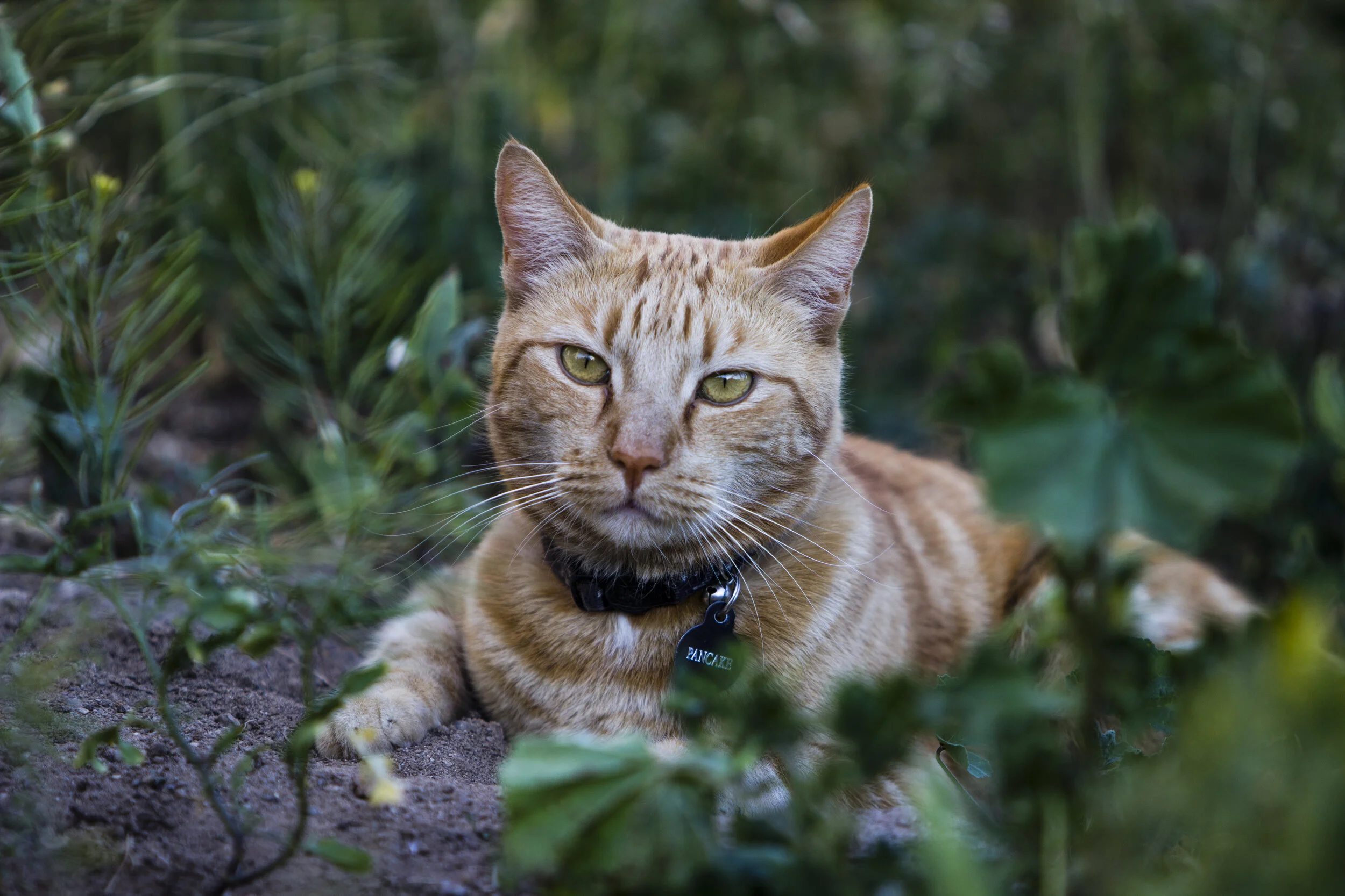 Orange tabby cat lying on the ground among green plants, wearing a black collar with a round tag that reads 'Pancake'.