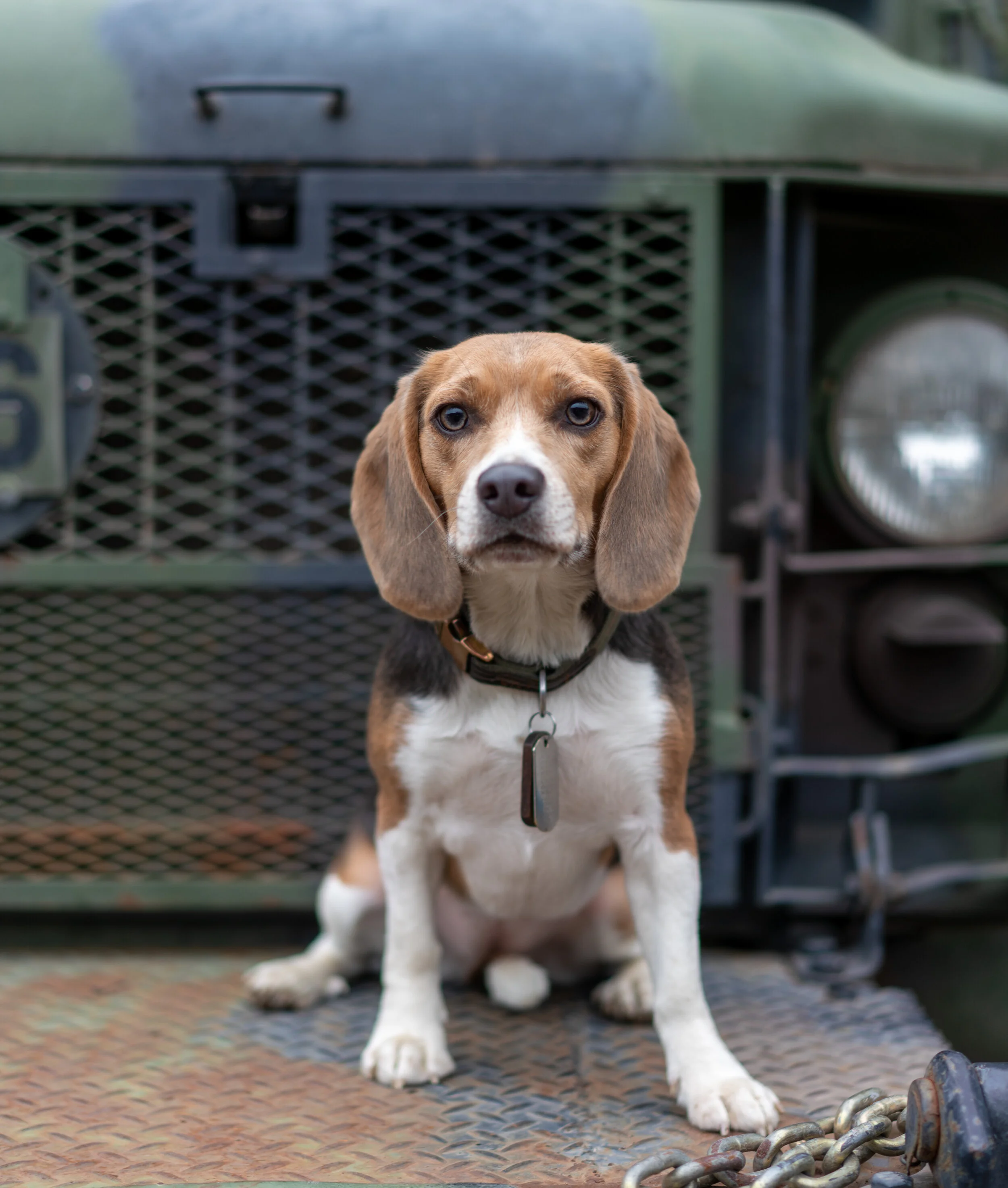 A beagle puppy sitting on a textured metal surface in front of a military vehicle, looking directly at the camera with an attentive expression.