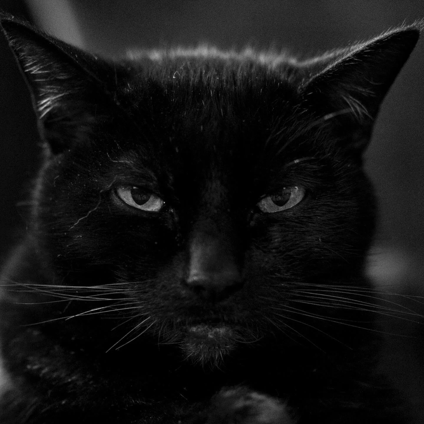 Close-up black and white photo of a black cat's face with piercing eyes, front view.