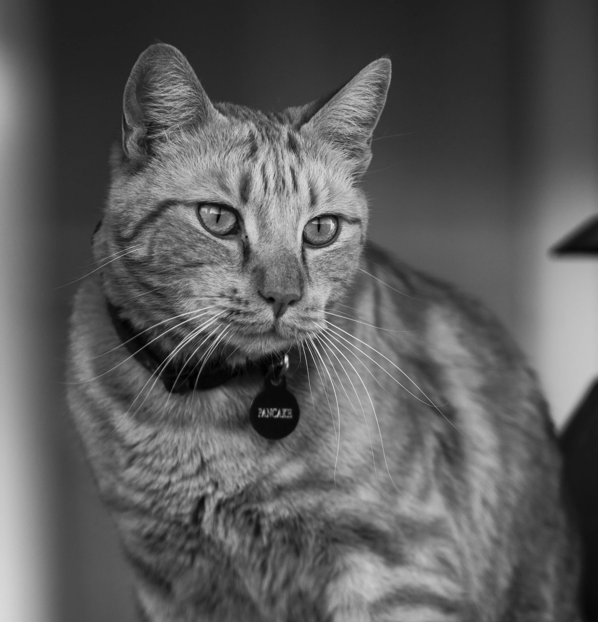 Close-up black and white photo of a tabby cat with yellow eyes, looking to the side, wearing a collar with a name tag.
