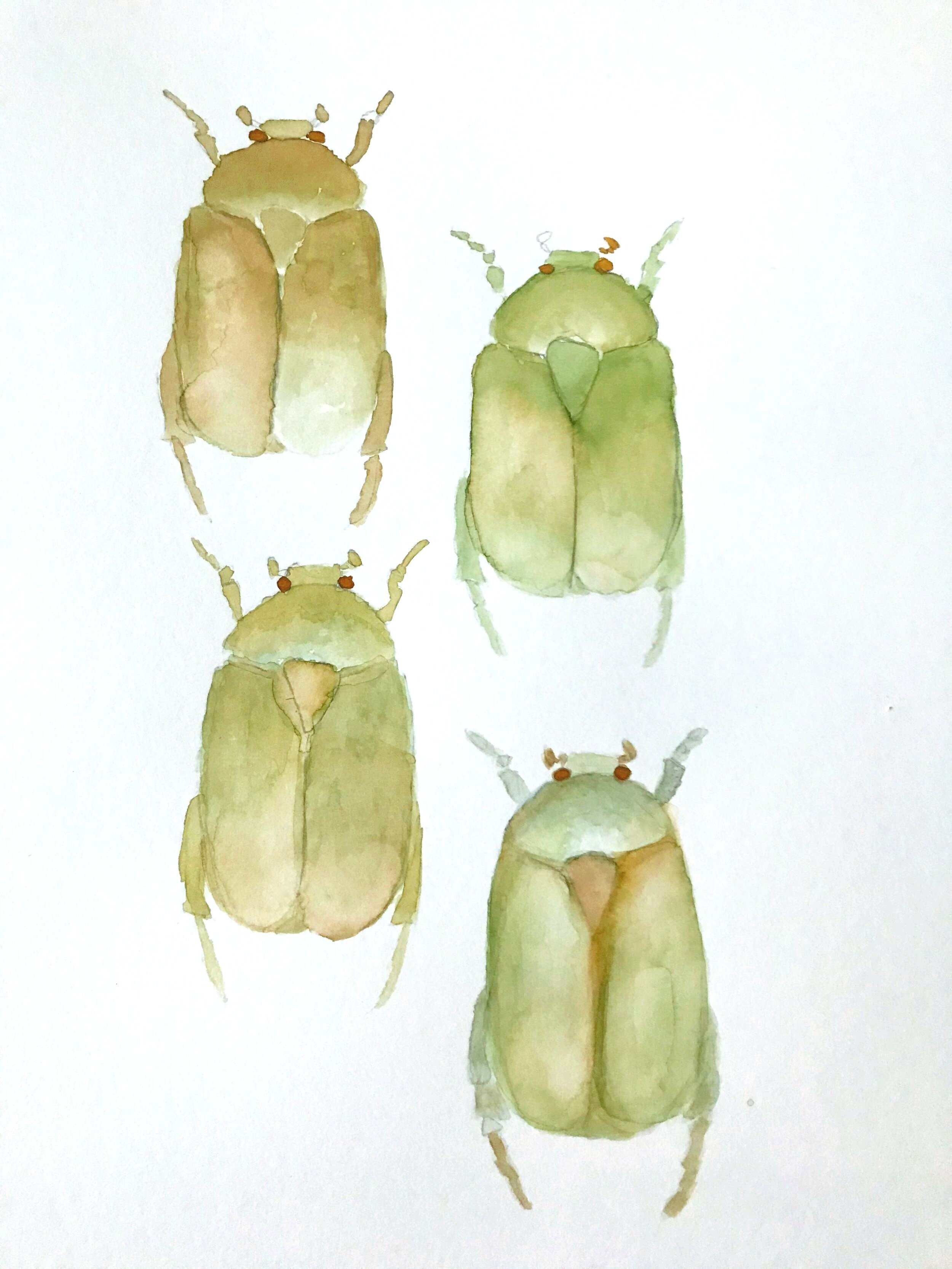 Watercolor Beetles-IA00020