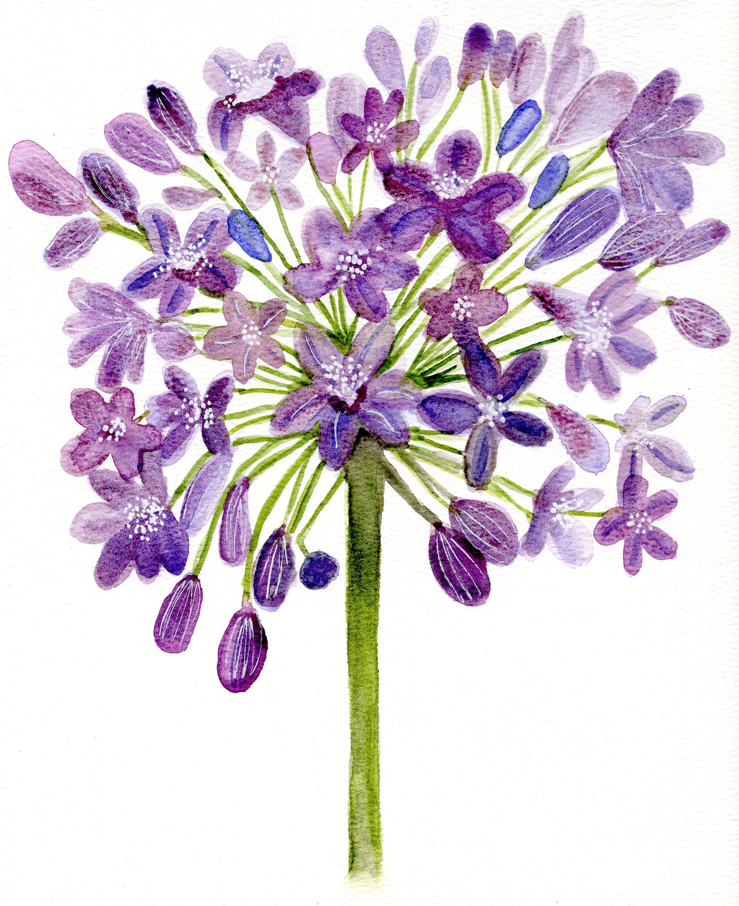 agapanthus4.jpg