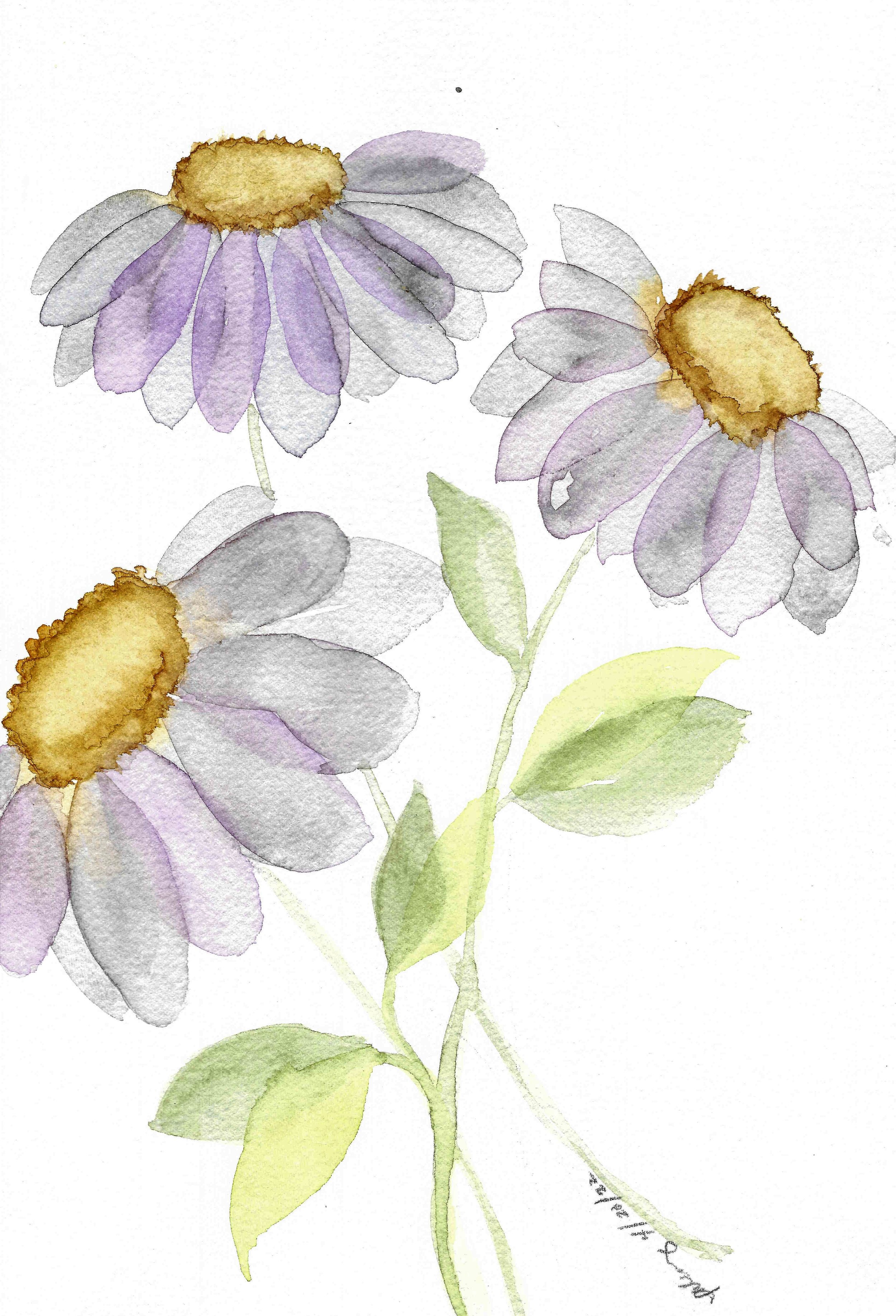 Transparent Daisies-IA00011