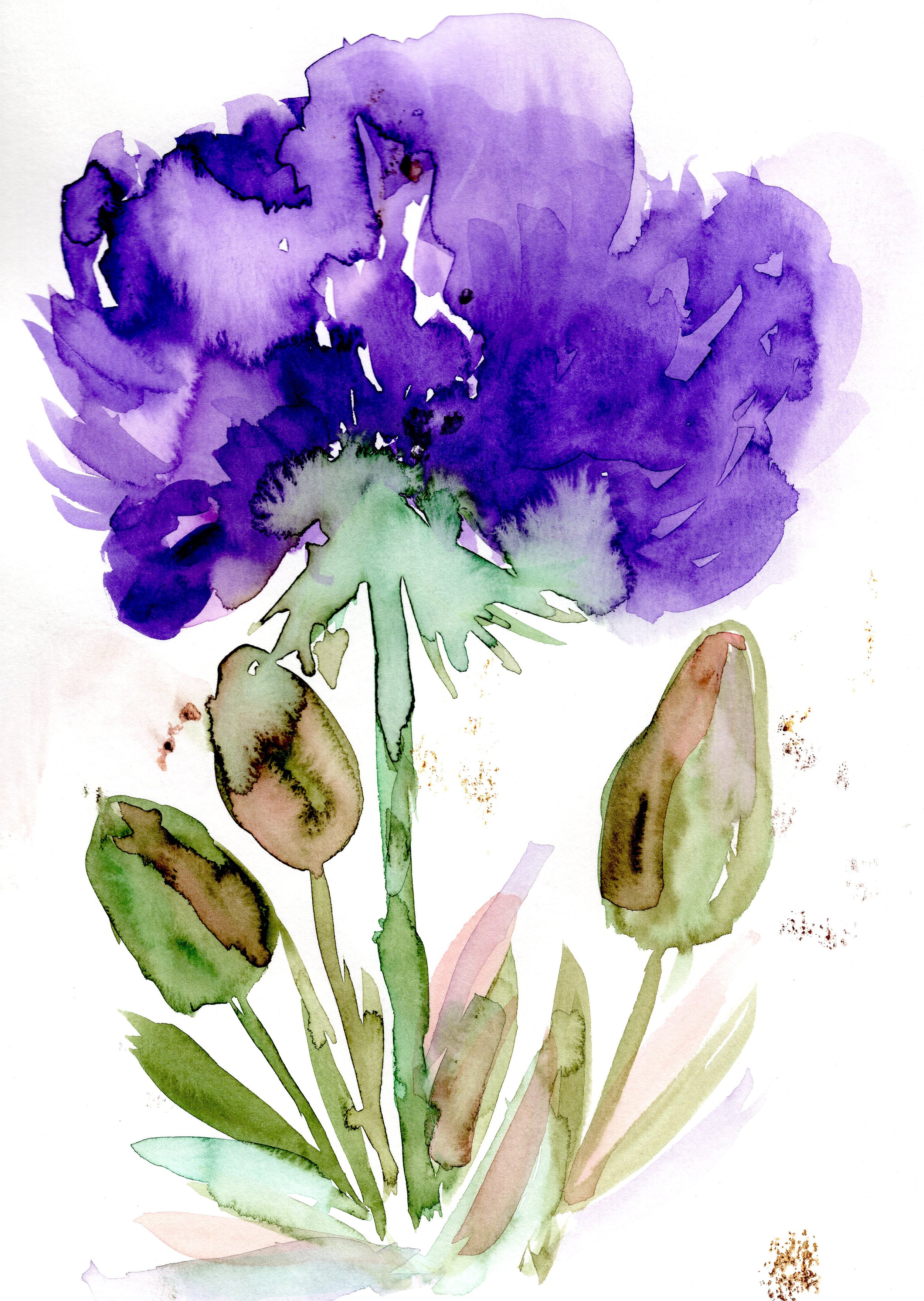 Purple-Iris-Spring-12.jpg