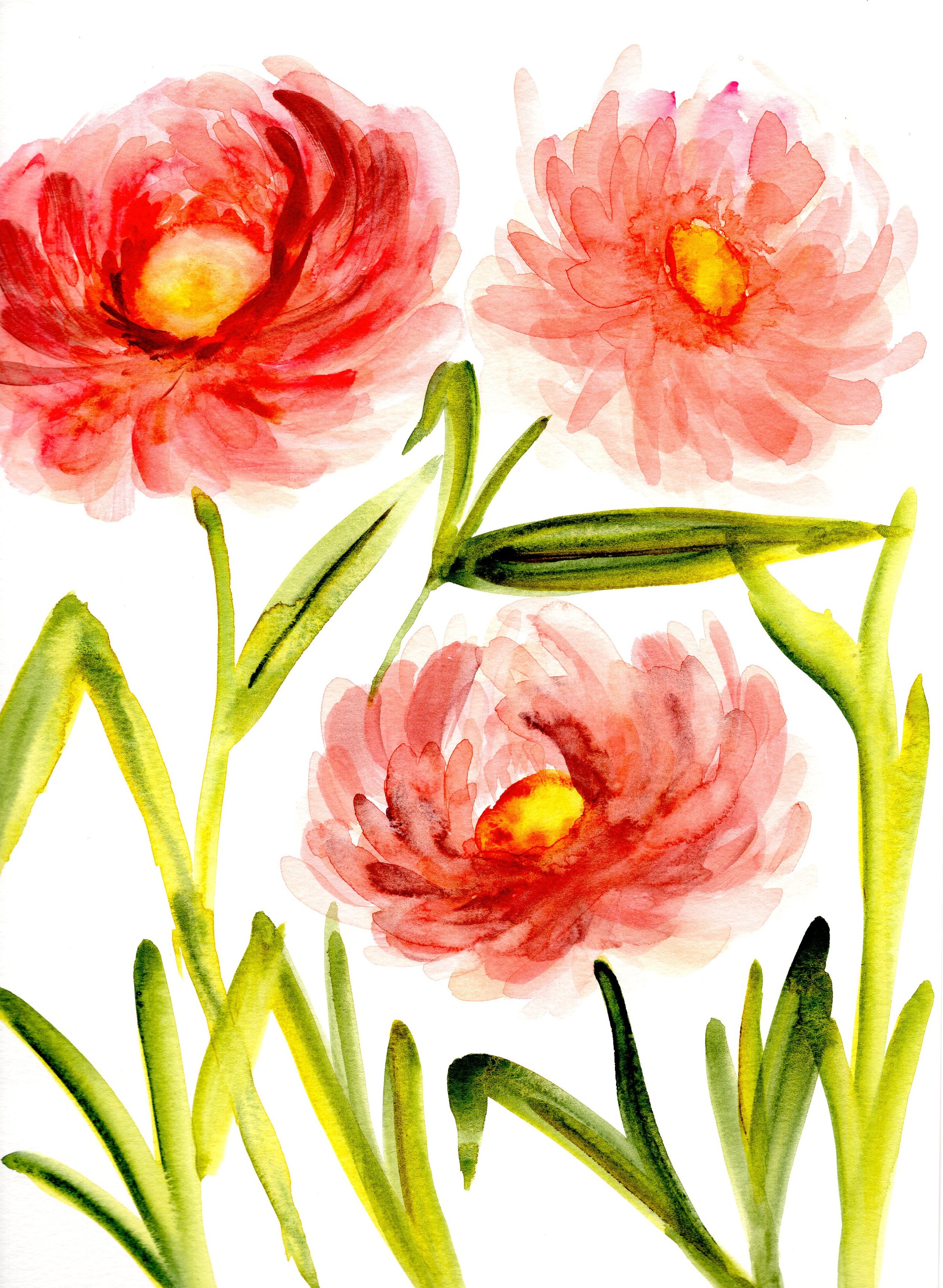 hero2-peony.jpg