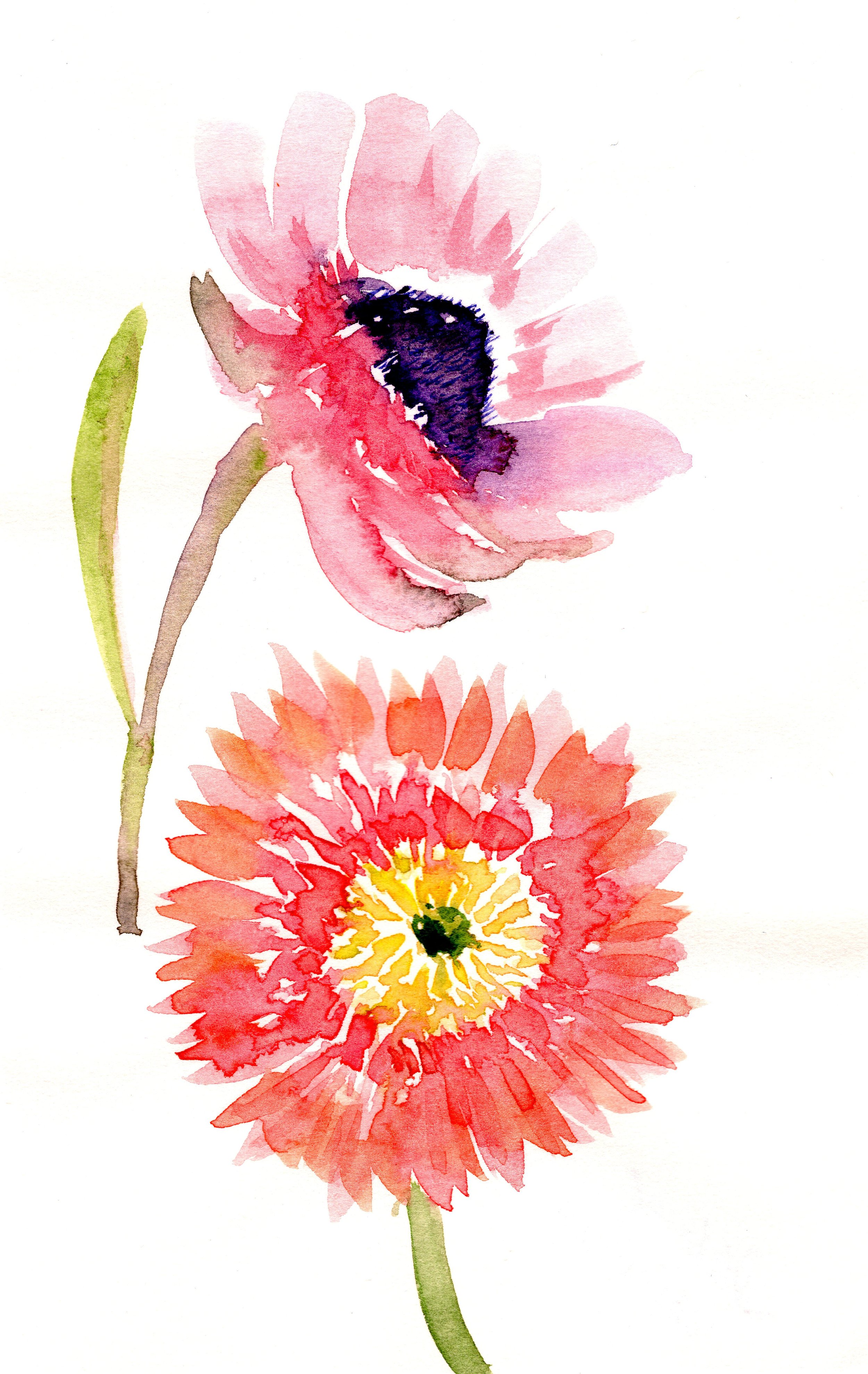Star-flower.jpg
