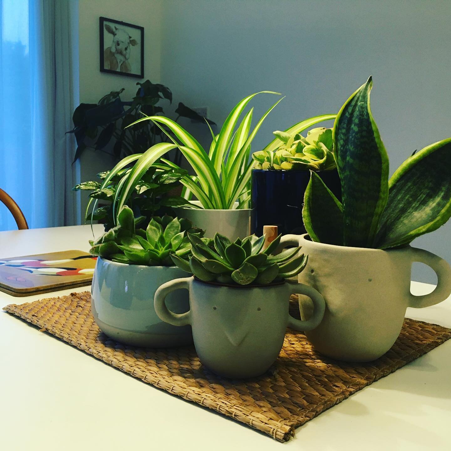 My living room is like a greenhouse after lots of lovely flowers &amp; plants for my Birthday!