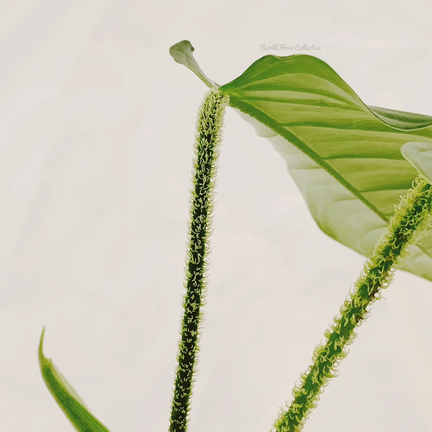 Philodendron Genevievianum Northflora Collective