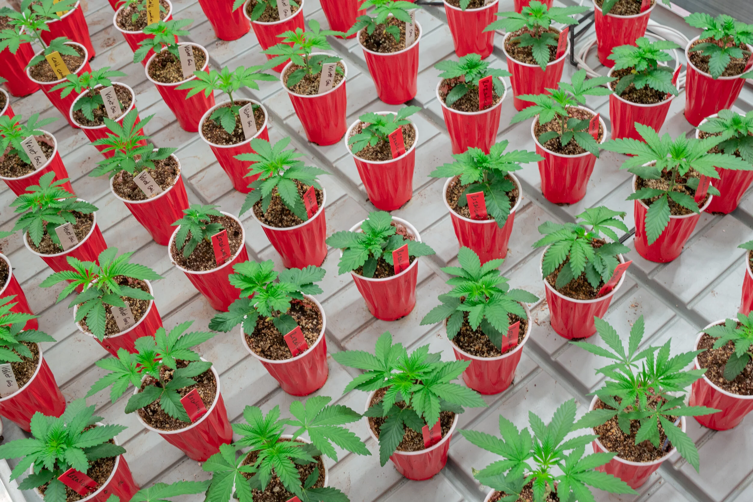 Gallery 1 — Certified Cultivators