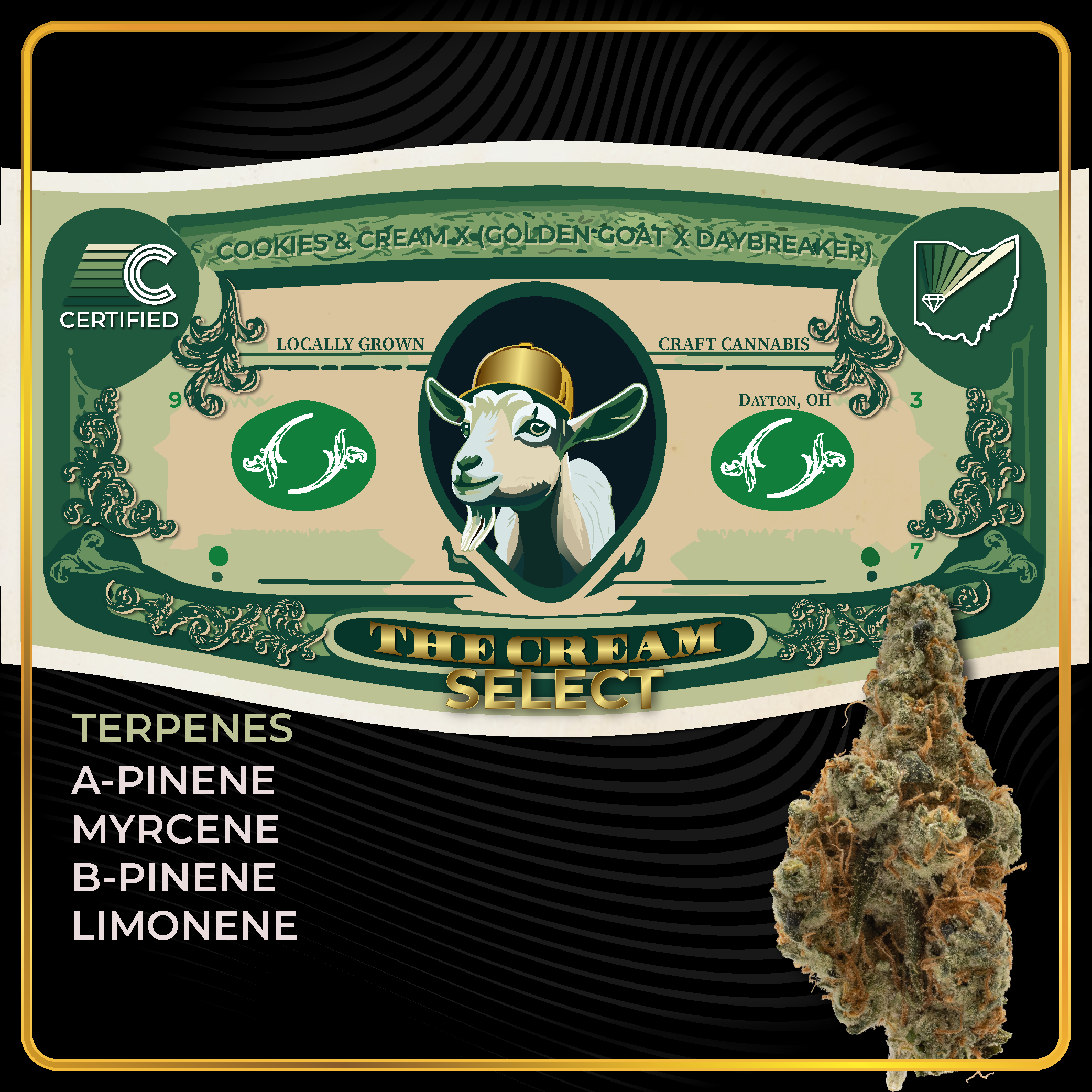 Concrete Jungle — Certified Cultivators