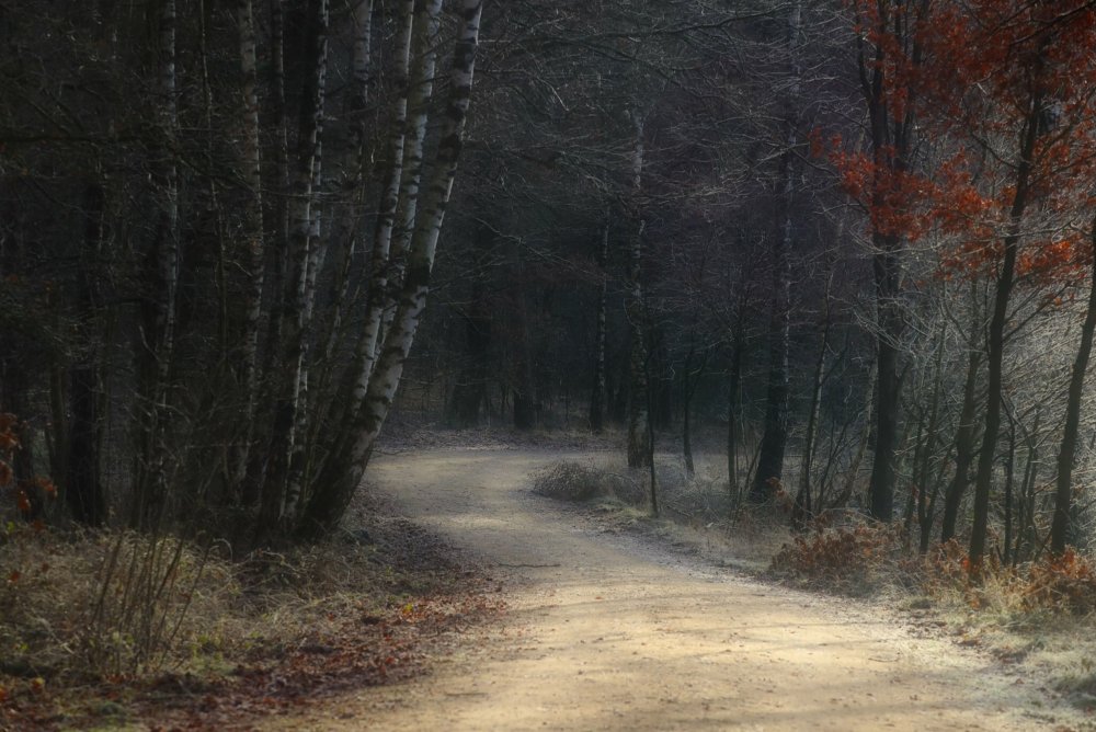 Learning to Trust God in the Wilderness