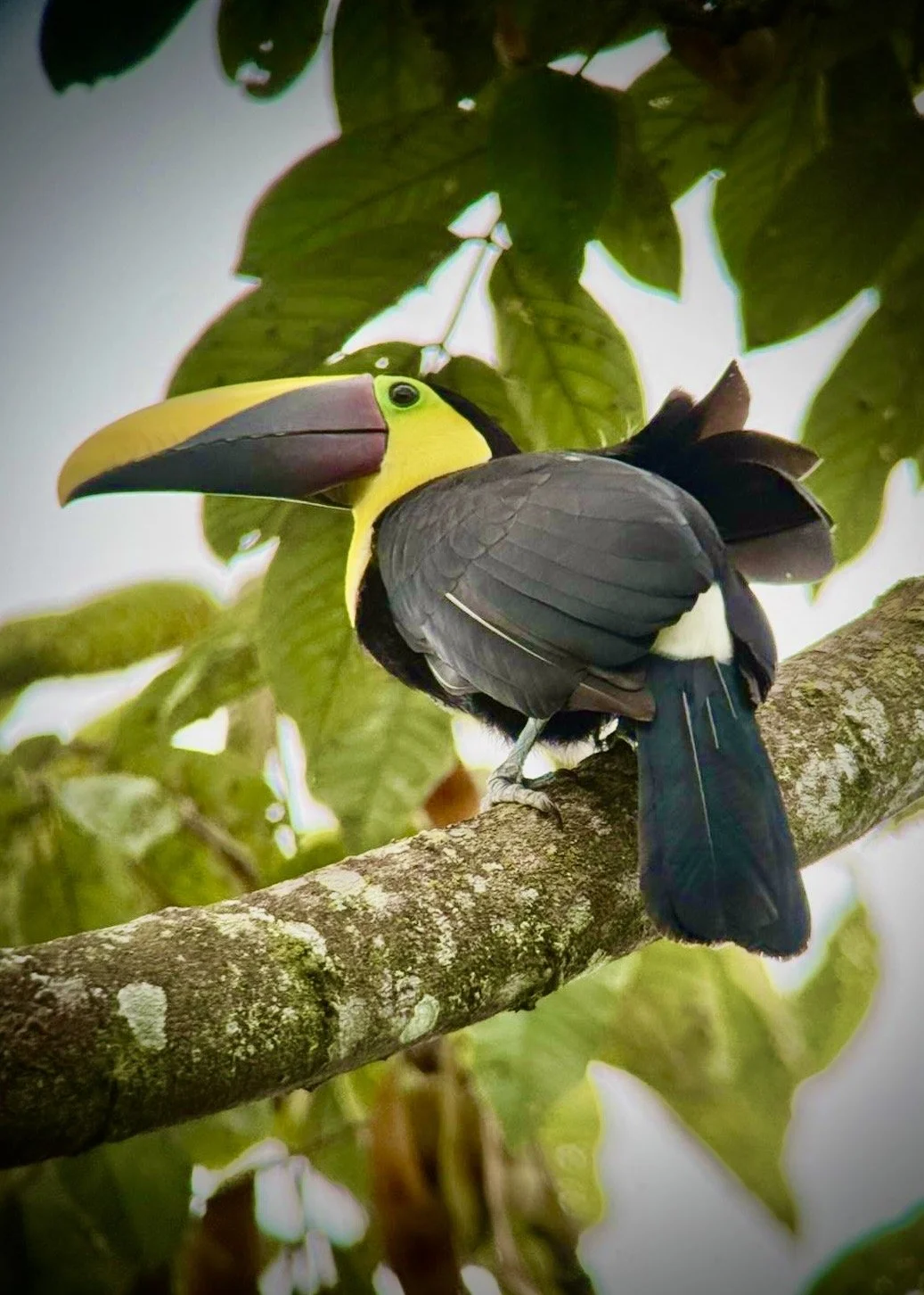 Chestnut-mandibled Toucan - Art Gallery.jpeg