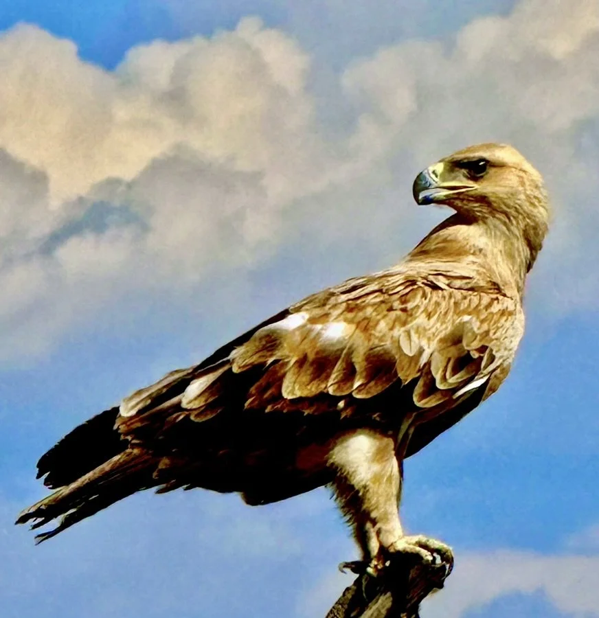 Tawny Eagle - Art Gallery.jpeg