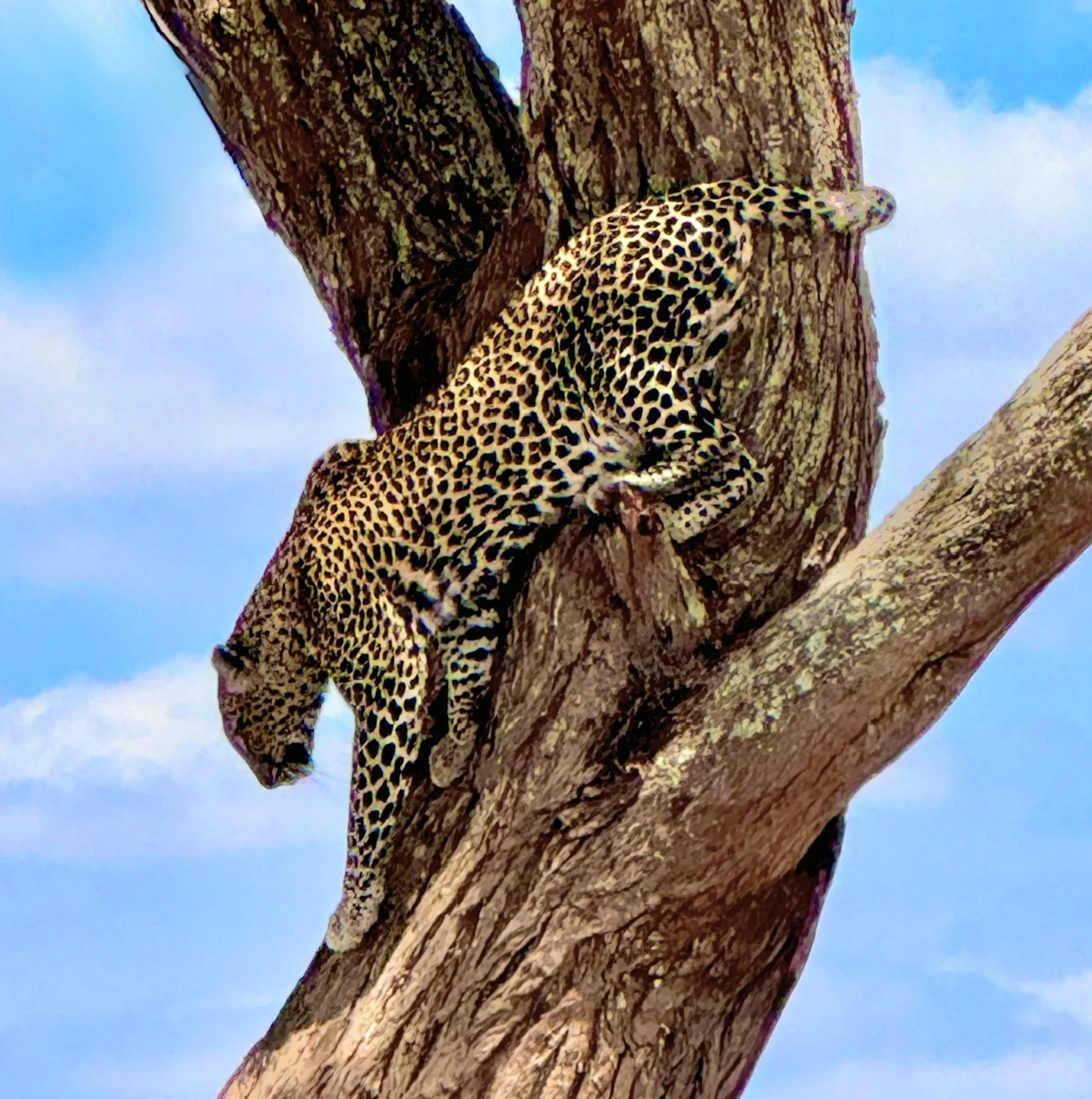 Naptime is Over - Art Gallery.jpeg