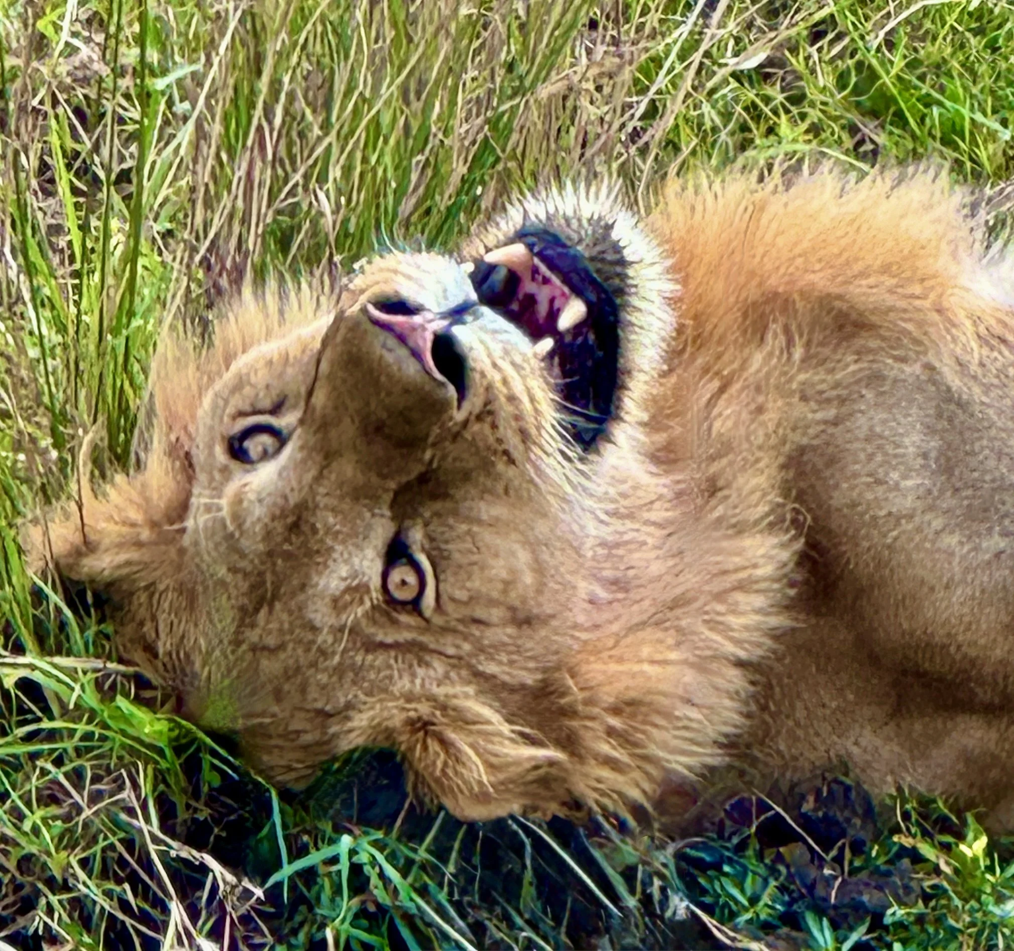 Belly Rubs Welcome - Art Gallery.JPG