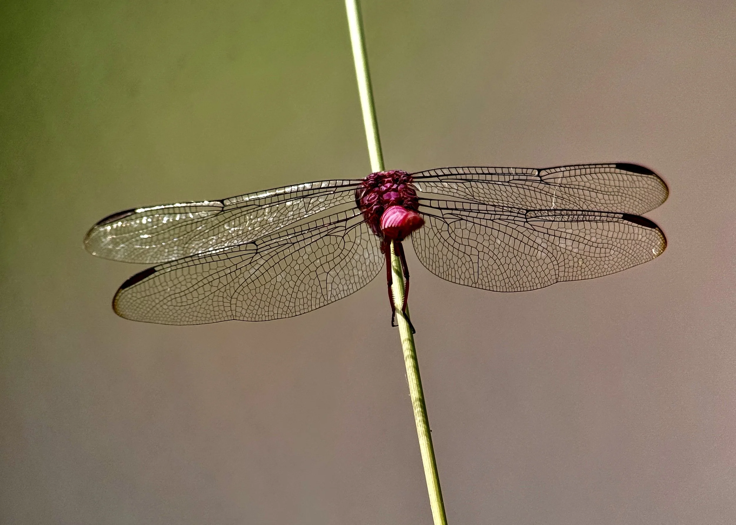 Roseate Skimmer dragonfly - Art Gallery.JPG