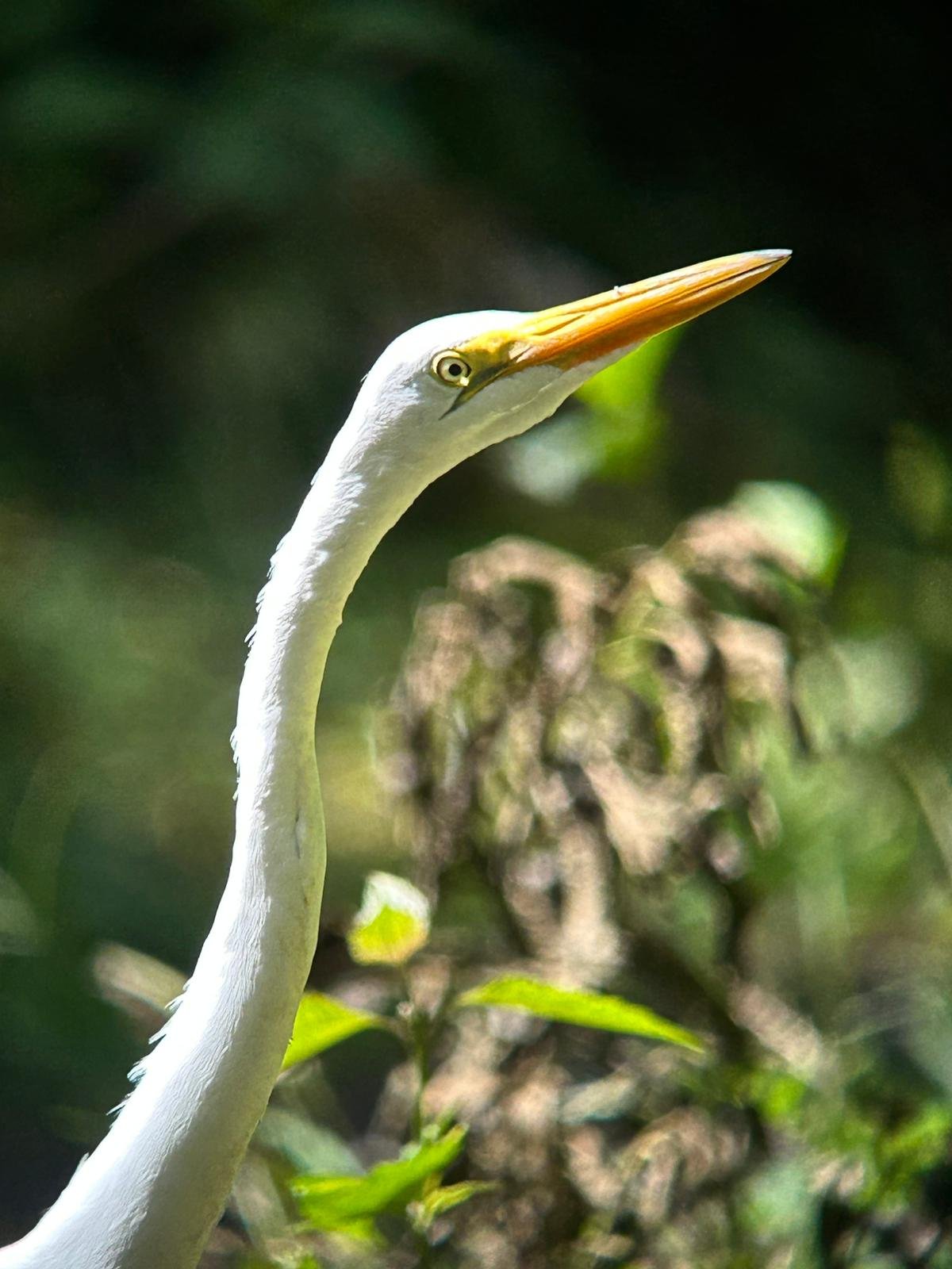 Great Egret - Art Gallery.JPG