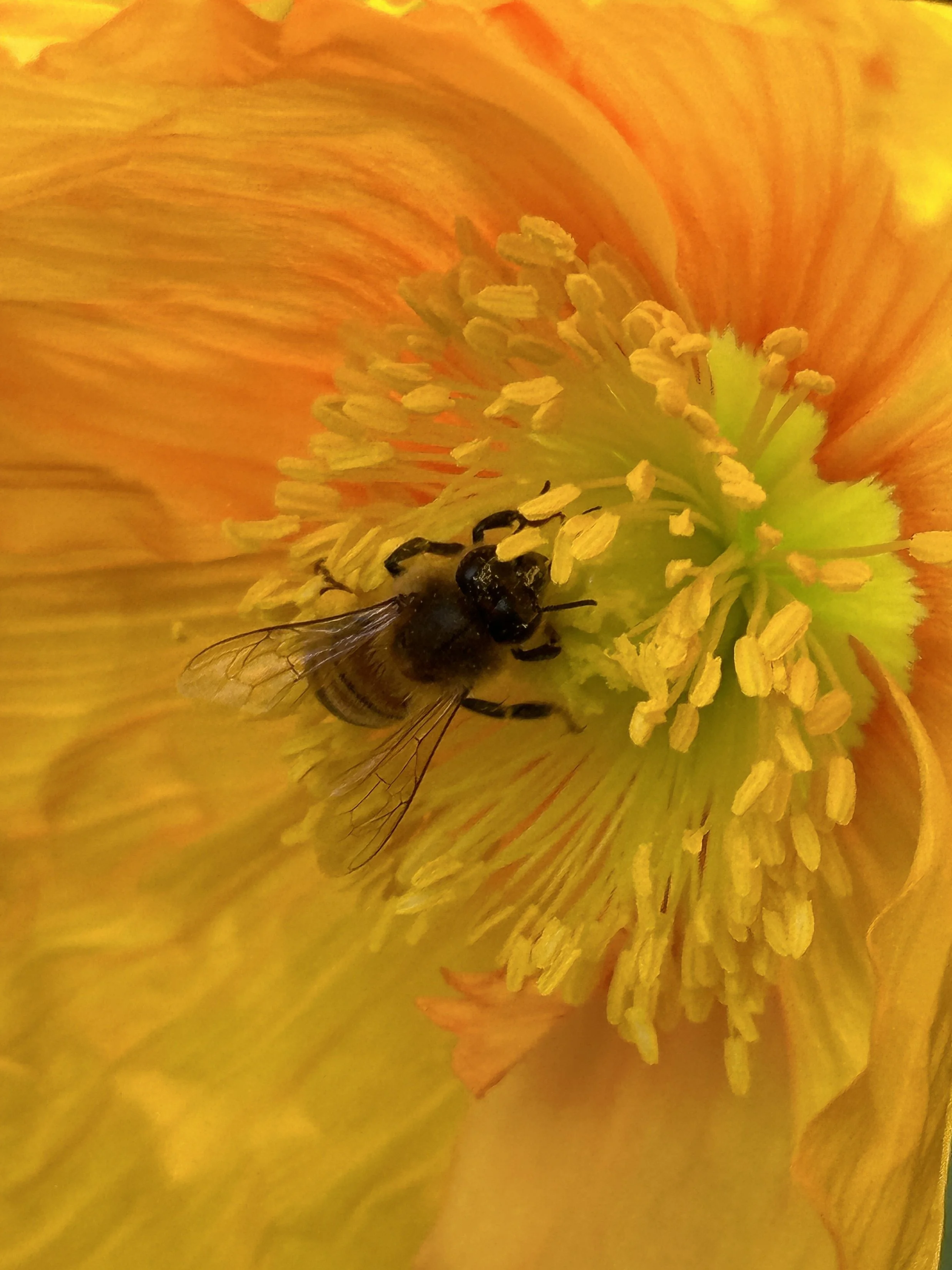 Busy Bee - Art Gallery.JPG