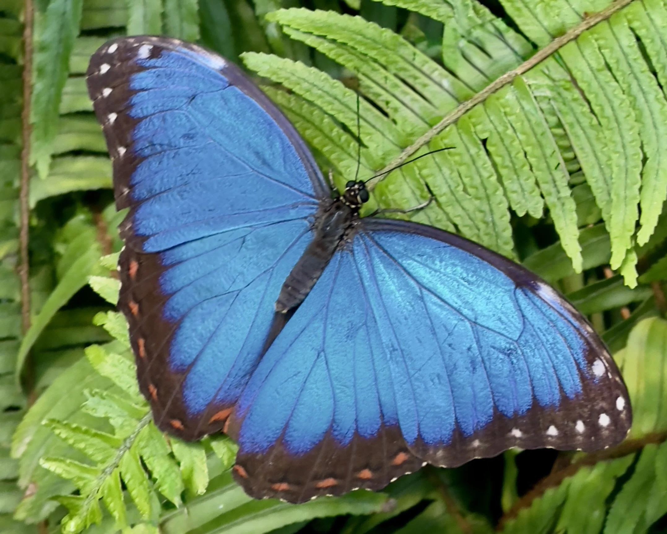 Blue Morpho butterfly - Art Gallery.jpeg