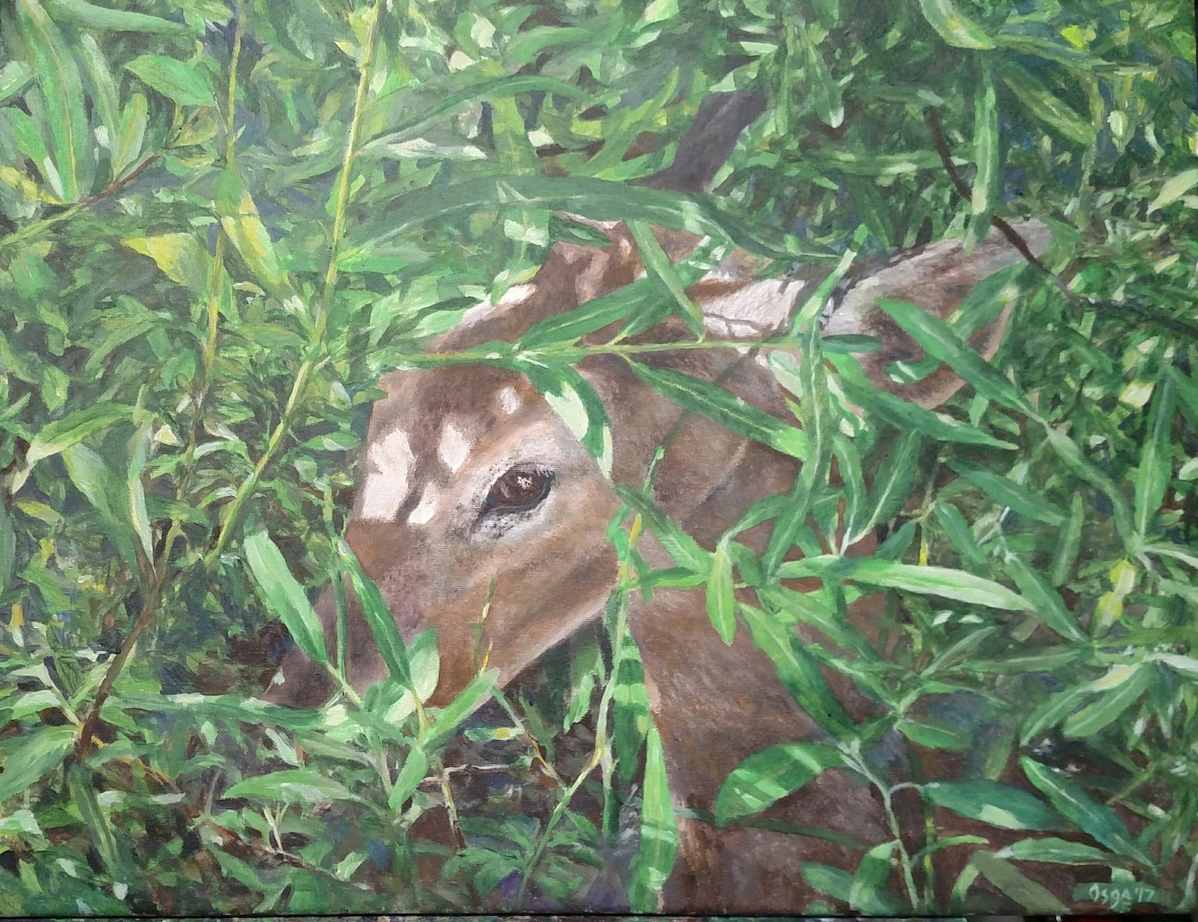 Glenn Osga5-Shy Fawn - Glenn Osga.jpg