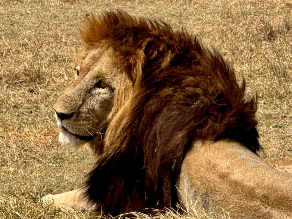 Nobility Personified - Art Gallery.jpeg