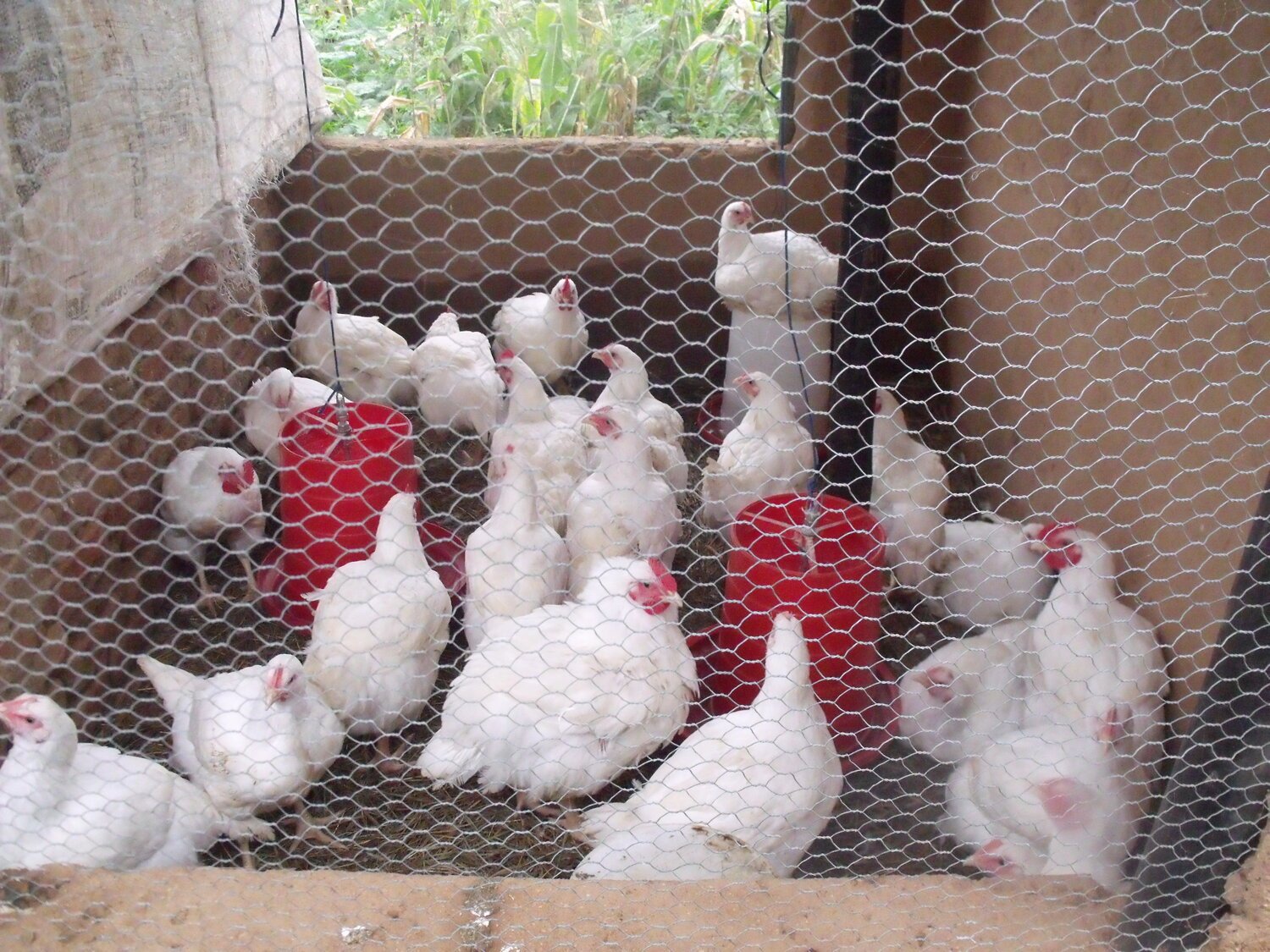 poultry 9.jpg