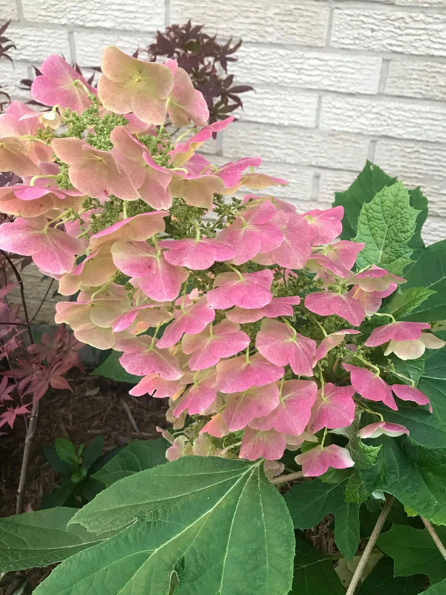 Oakleaf Hydrangea_2.jpg