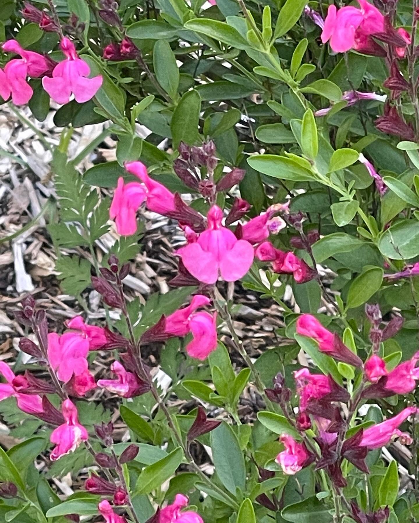 Salvia greggii &lsquo;Pink Preference&rsquo; 

Such a beautiful heat and drought tolerant plant for our area. Super long blooming time from spring to first frost. Flowers attract all of the pollinators&mdash;hummingbirds, bees, butterflies. 

Full Su