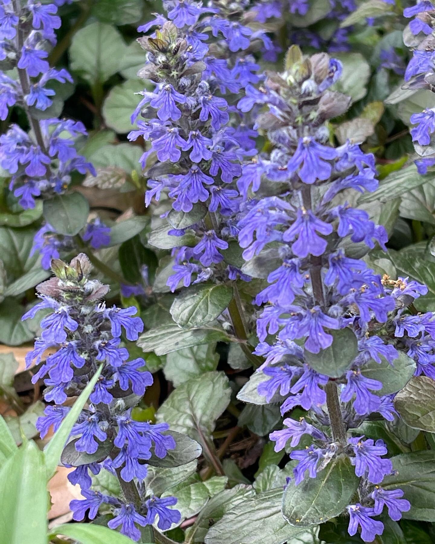 Love Chocolate Chip Ajuga. 

It has the most brilliant purple blooms in early Spring. 
It thrives in shade, dappled shade, bright shade.
It is a lovely slow-spreading Groundcover.

It is a nice little purple surprise nestled amongst some ferns.