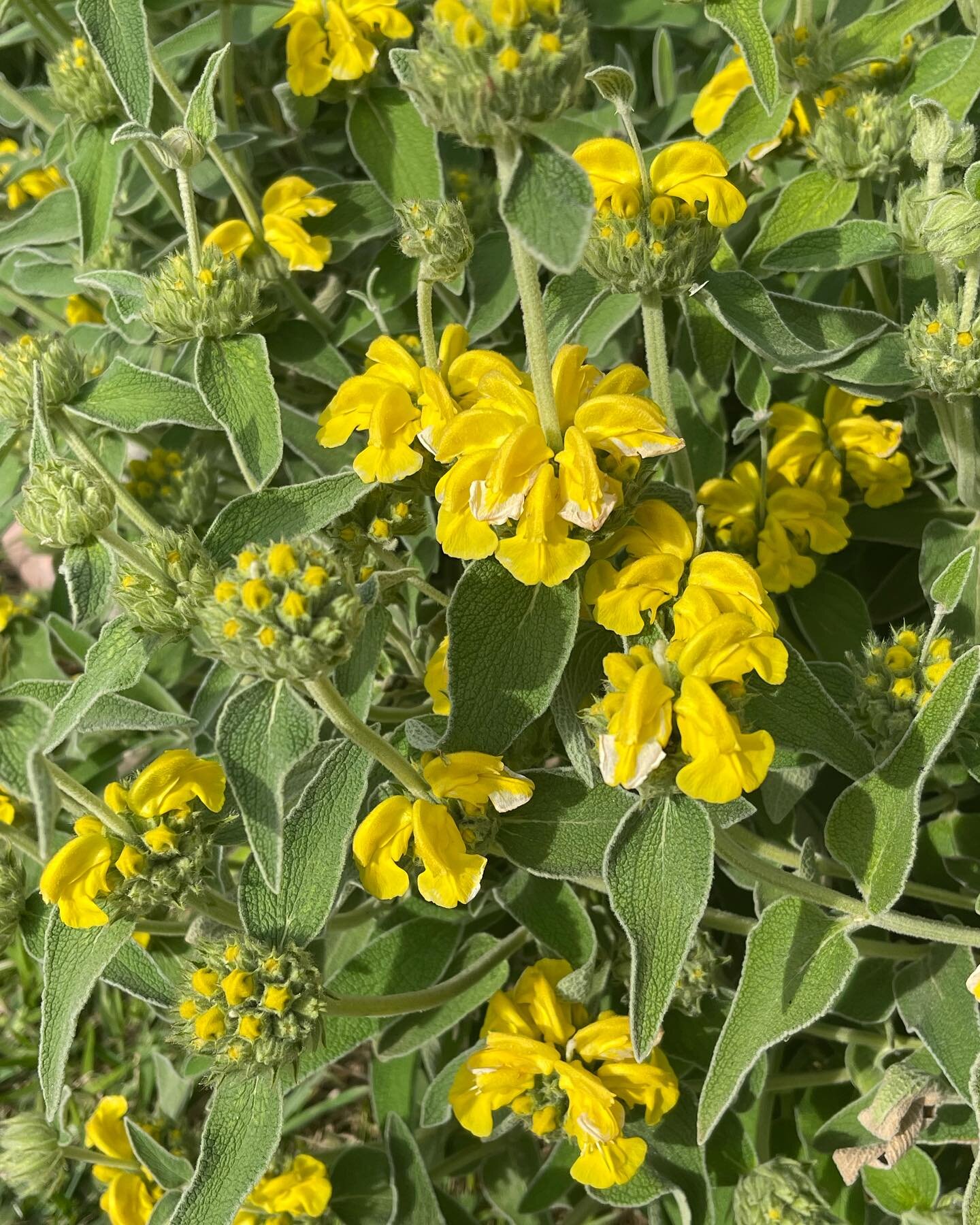 What a showstopper!

I love Jerusalem Sage. It is a beautiful structural plant because of its unique yellow whorled blooms that are spread out uniformly on the stems. The blooms look like little lemon bundt cakes.

The leaves are silvery gray and fee