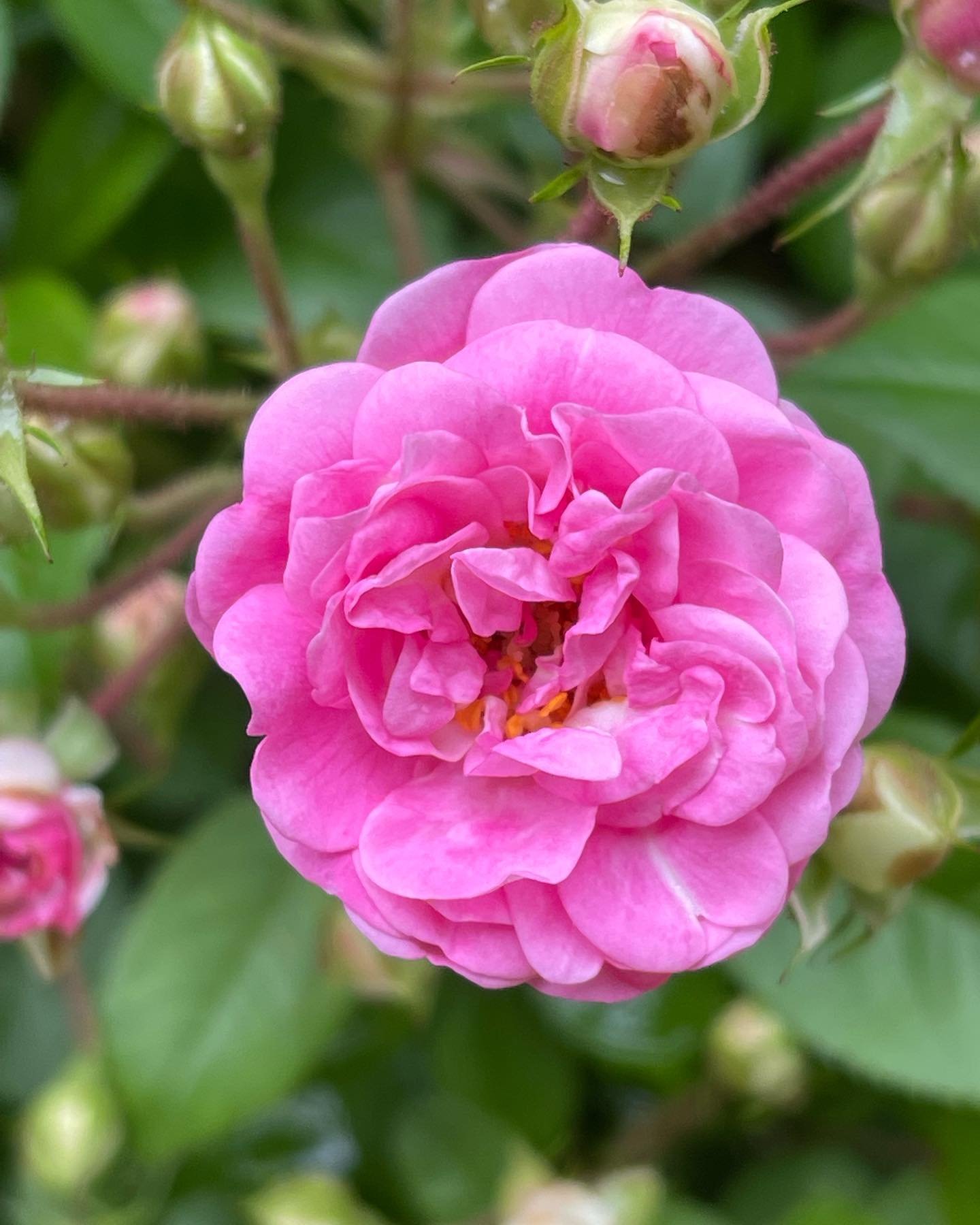 A spring favorite&hellip;

Peggy Martin Climbing Rose 🌹 

Beautiful and reliable! This rose got its name from an avid Louisiana gardener whose home and property stood under 20 feet of salt water for two weeks after Hurricane Katrina in 2005. This be