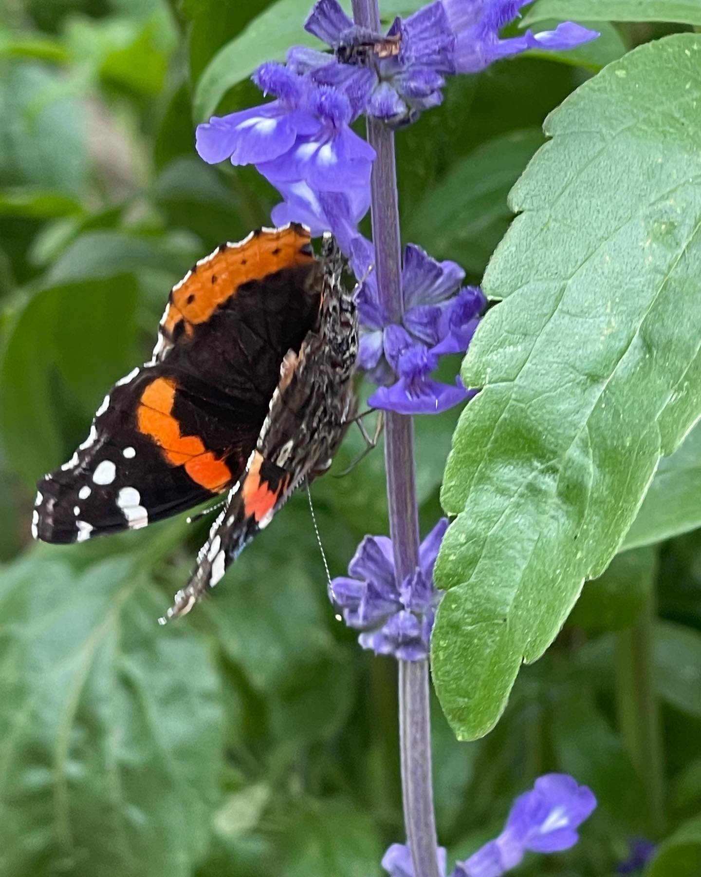 I spy with my little eye&hellip;a Red Admiral happily enjoying the Henry Duelberg Salvia. 🦋 

I am happily get lost watching the bees and butterflies in the garden. I know I have done my job when I see them visiting all of the native plants for food