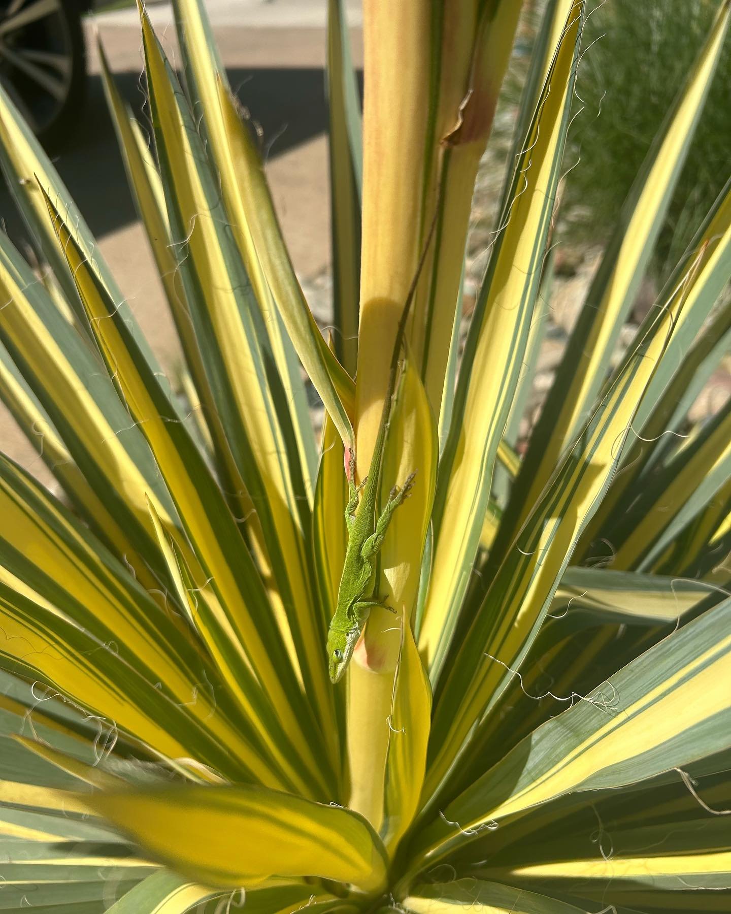 Where&rsquo;s Waldo? 😂

Just a little game of peek-a-boo with one of many anoles in the garden. 🦎 

They are so fun to watch! 

If you build a diverse landscape of native plants, all of the amazing wildlife will show up.