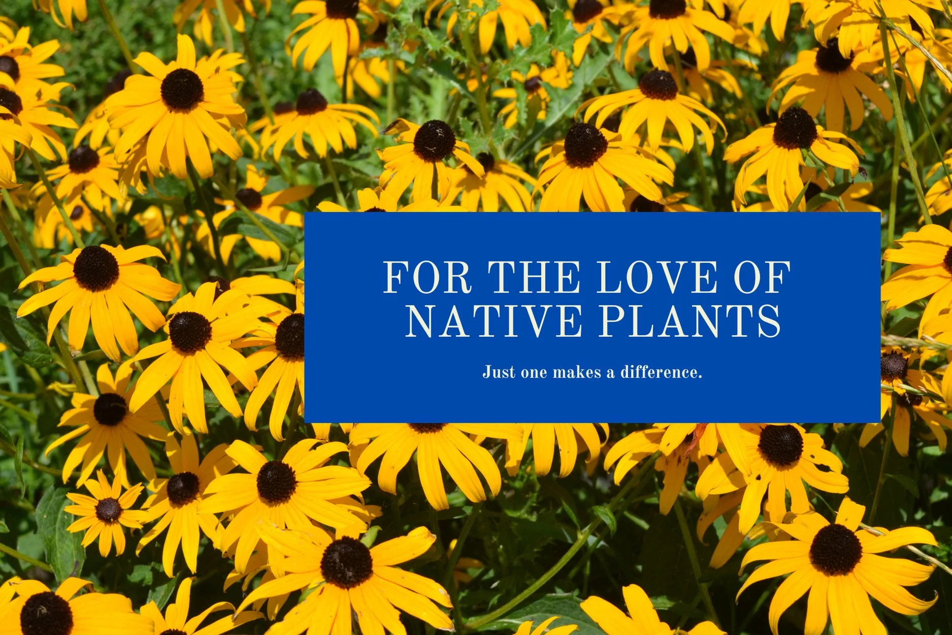 For the Love of Native Plants Just one makes a difference.