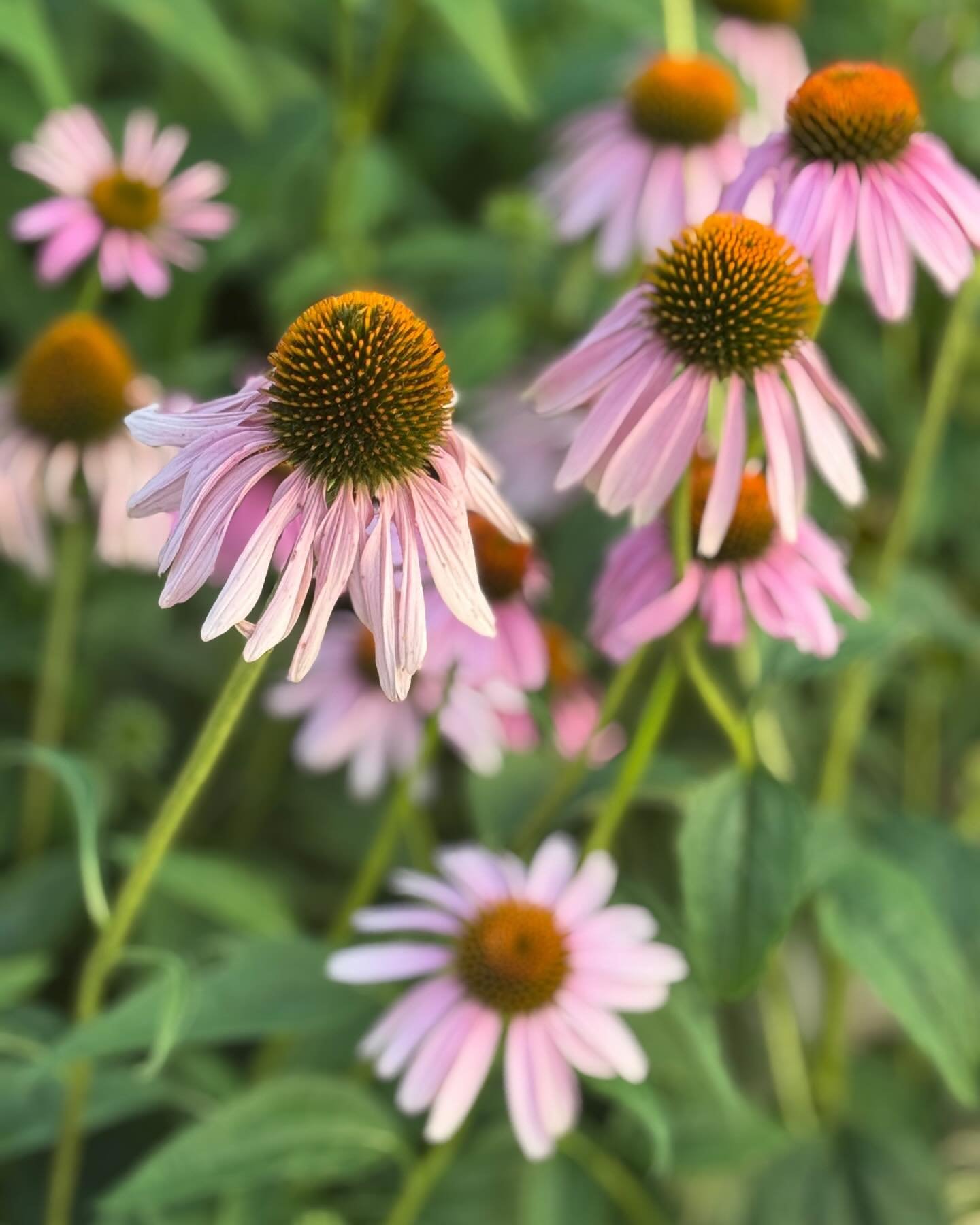 One of my favorite native plants.....the Purple Coneflower, Echinacea purpurea.😍

The Purple Coneflower symbolizes strength and healing. It also represents resilience and adaptability, as it thrives in diverse environments, including poor soil and d